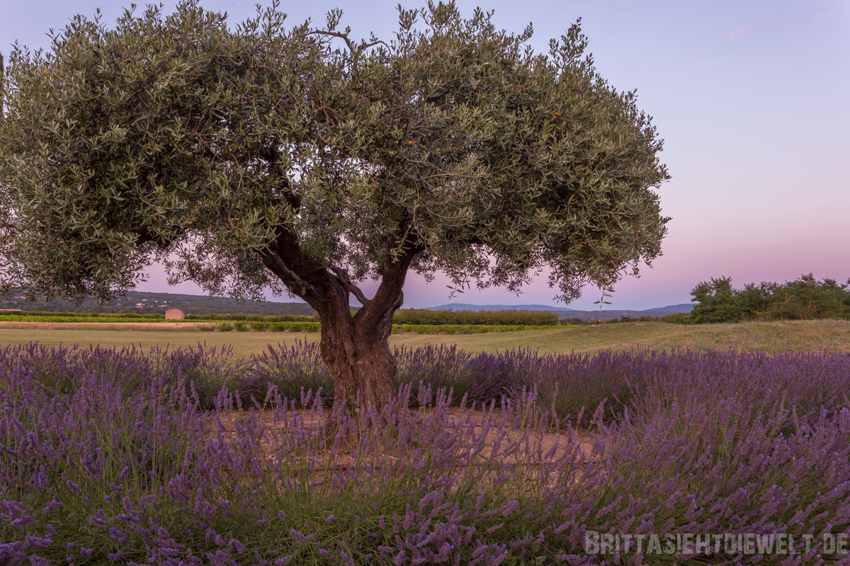 Lavendelfelder In Der Provence Reiseblog Brittasiehtdiewelt
