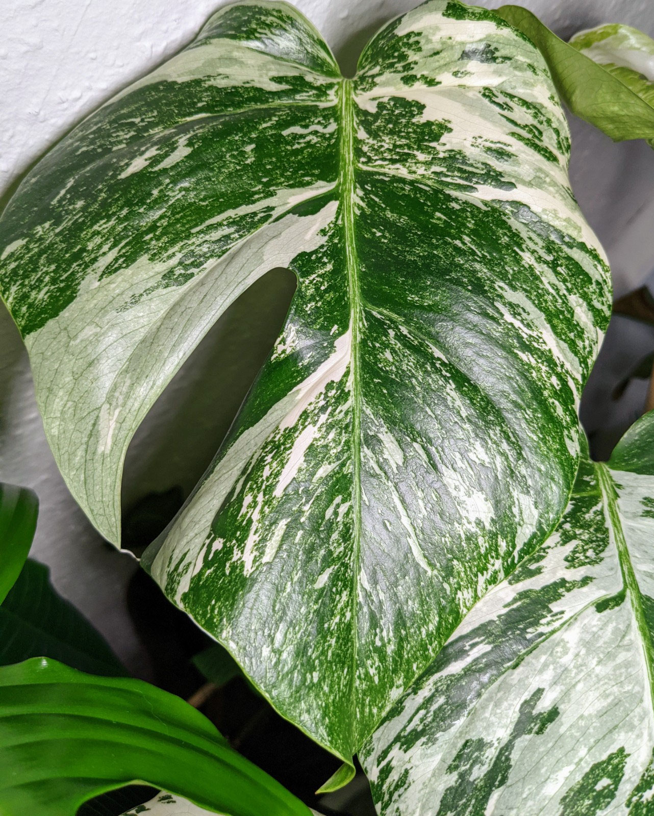 Fluch und Segen" der weien Bltter - plant.tastical
