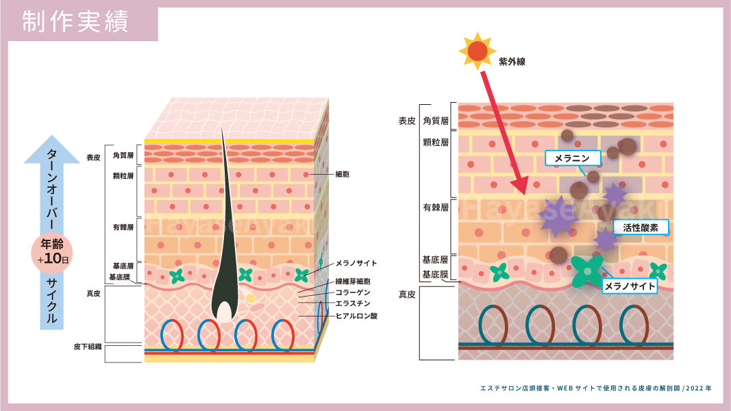 お仕事情報 美容系の皮膚断面イラスト アトリエ色彩紀行 医療看護系 女性向けイラスト