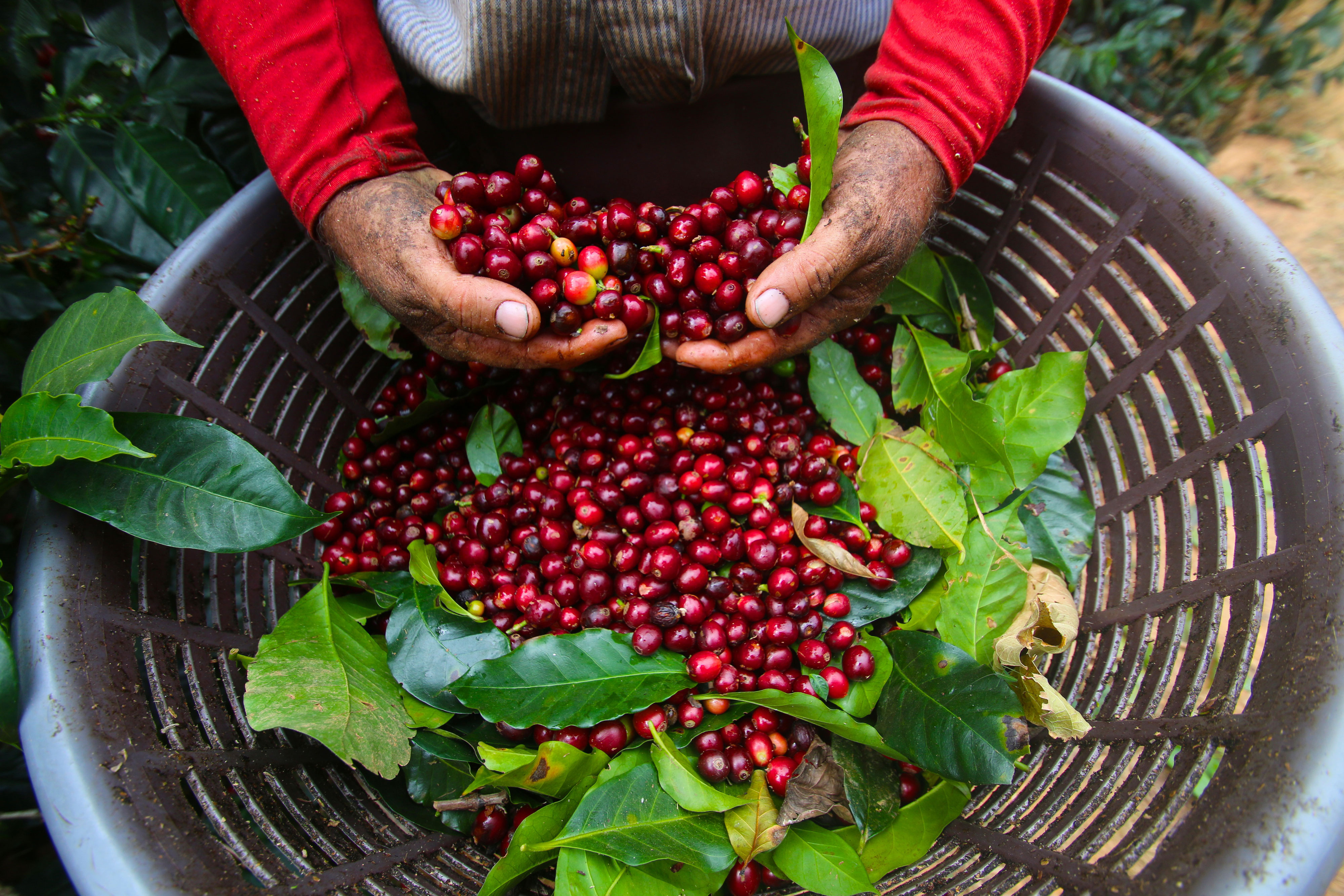 Costa Rican Coffee is the best! Arabica Shop