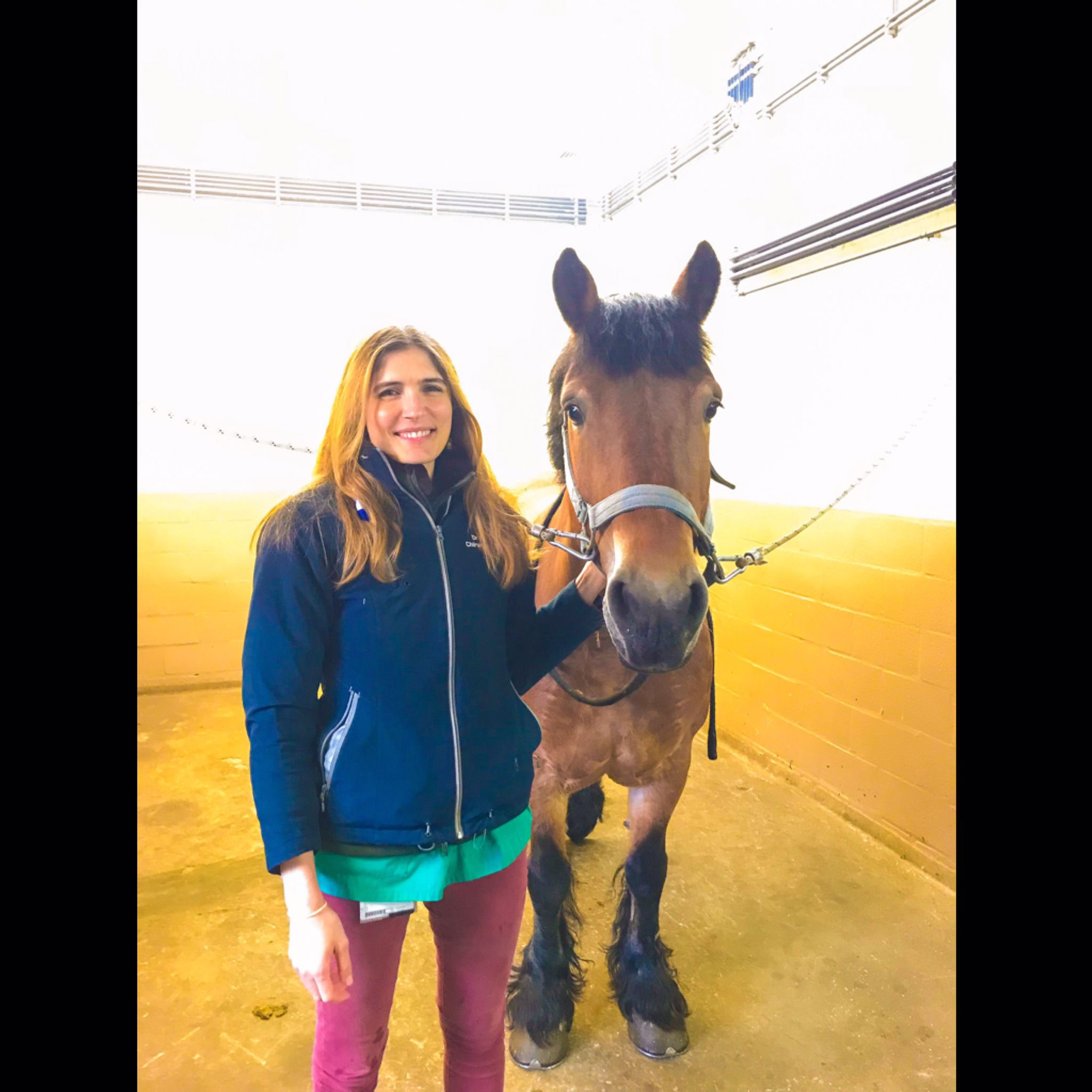 FECTU inar Draft horse common problems fectus seite!