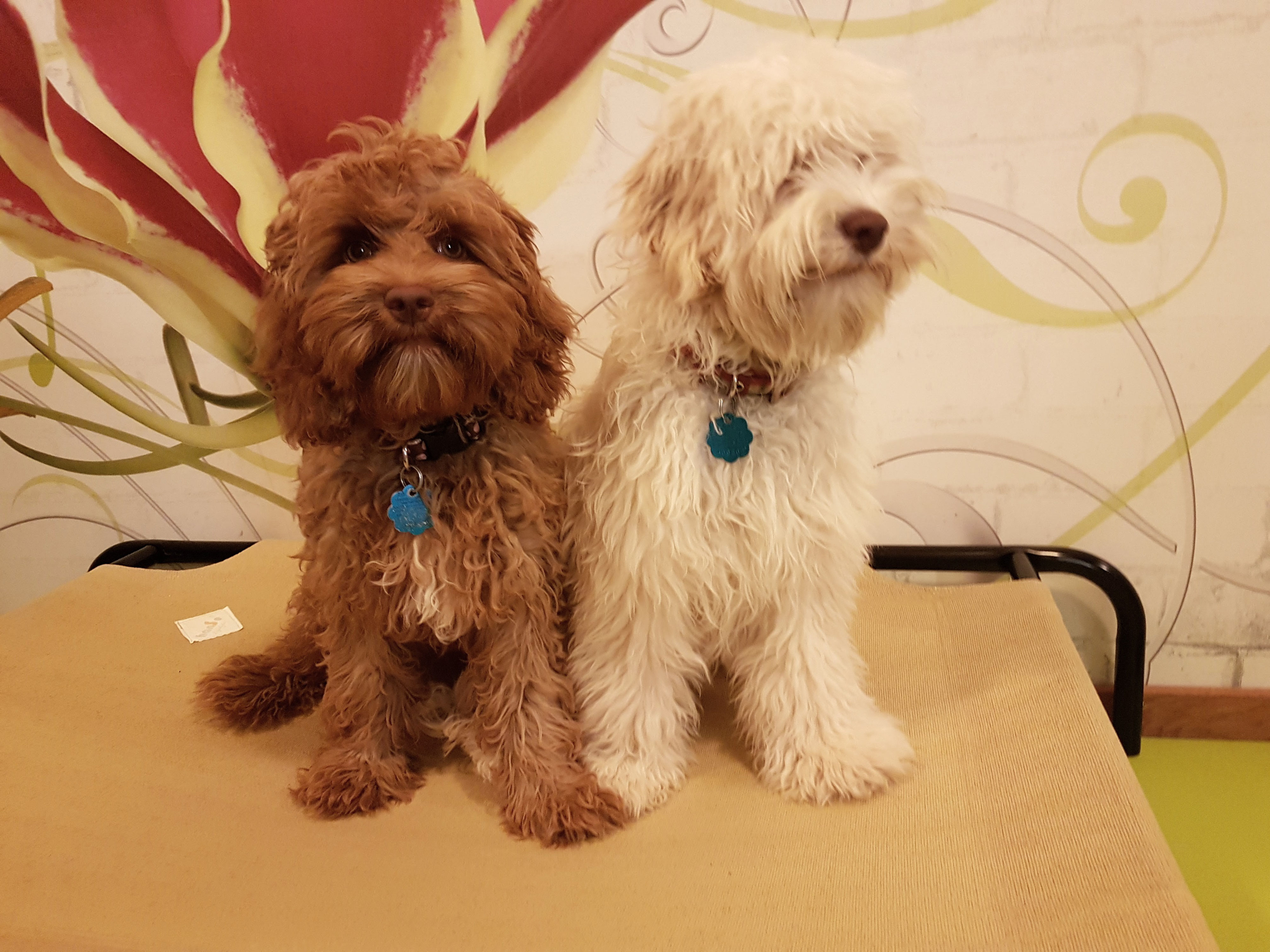 2 Minis ganz gross - Australian Cobberdog