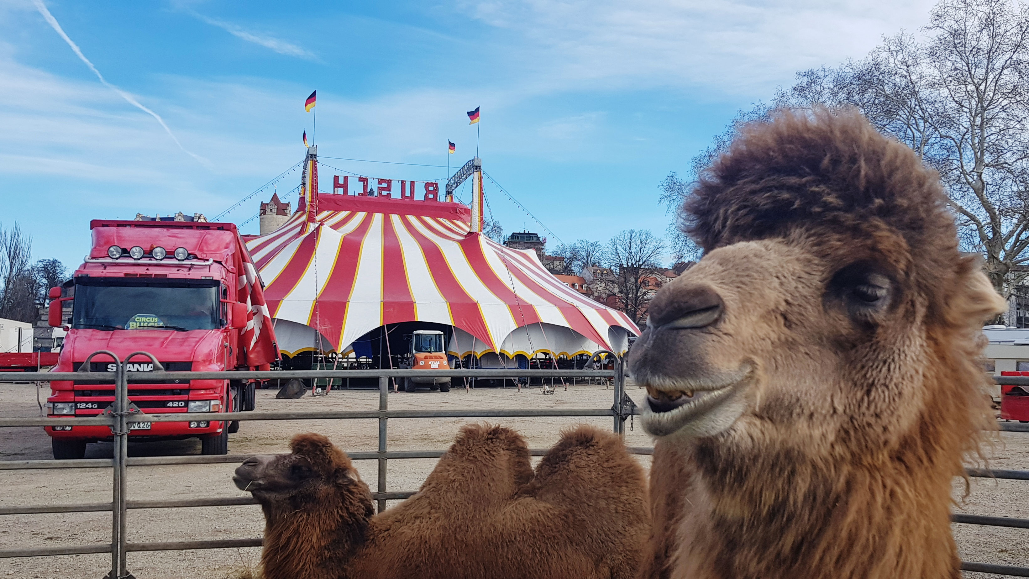 Circus Busch in Bernburg vom 14. bis 17. März in Bernburg ...