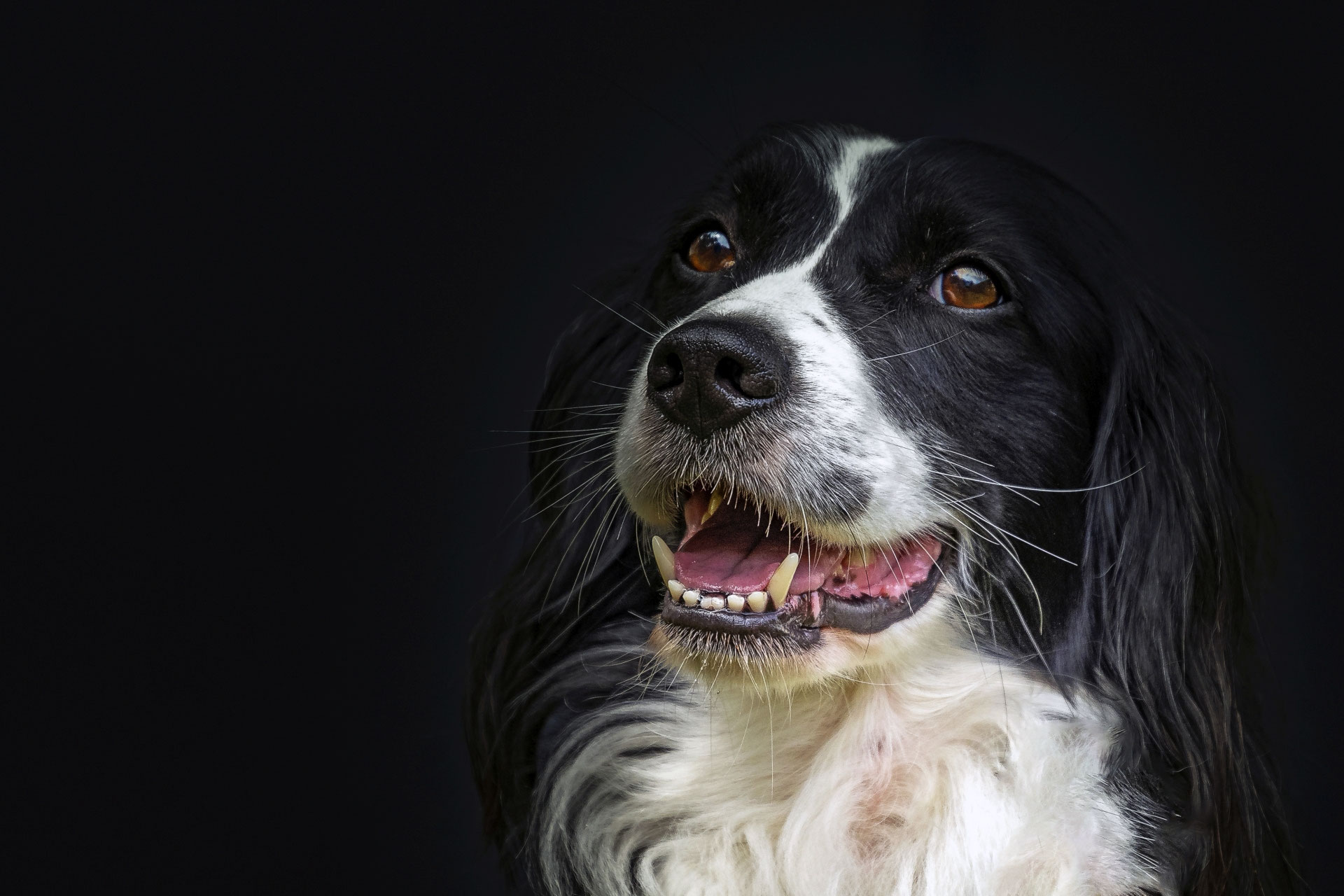 Hunde Portrait(s) Sheepy4Ever Webseite