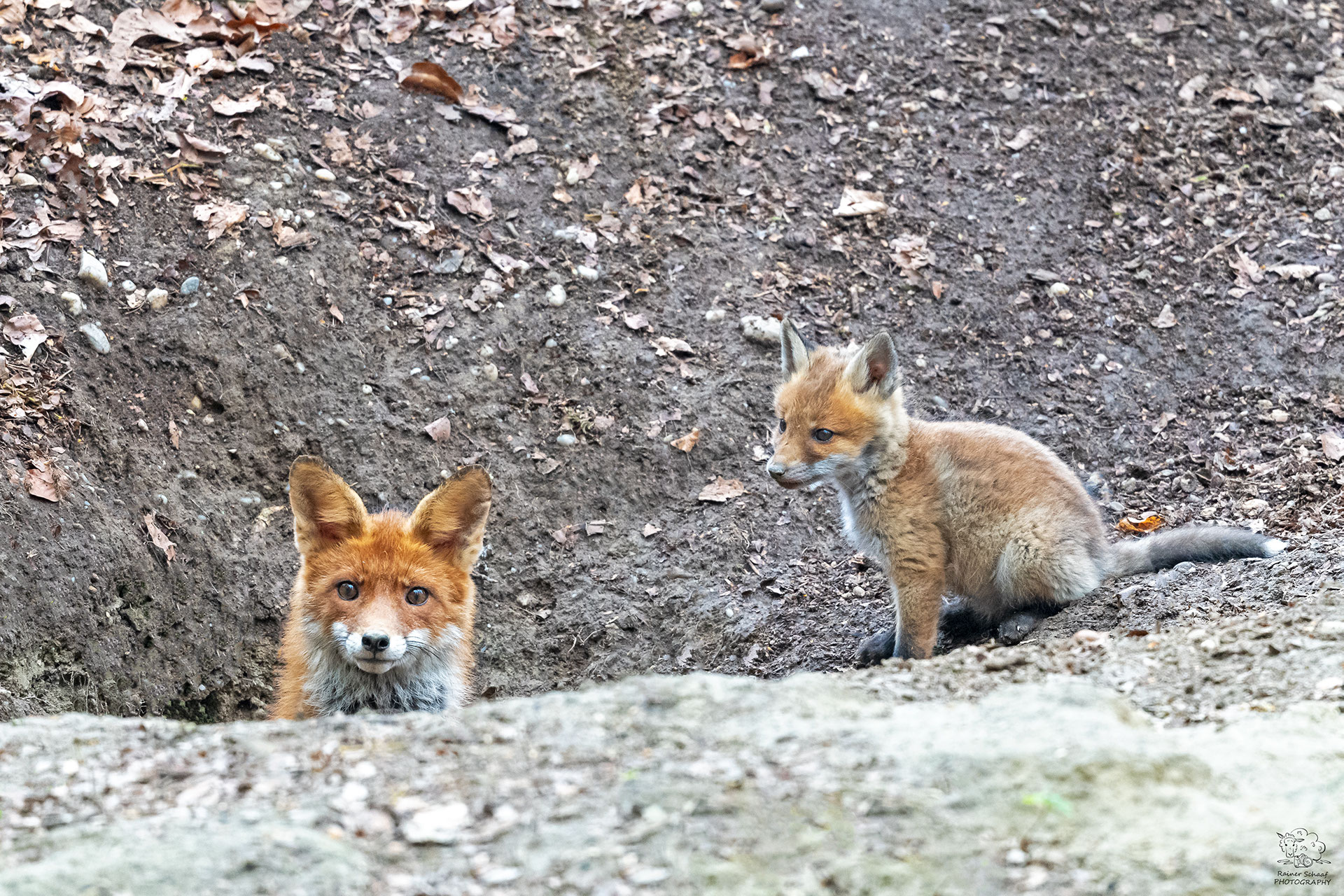 Rotfuchs (Vulpes vulpes) mit Nachwuchs Sheepy4Ever Webseite