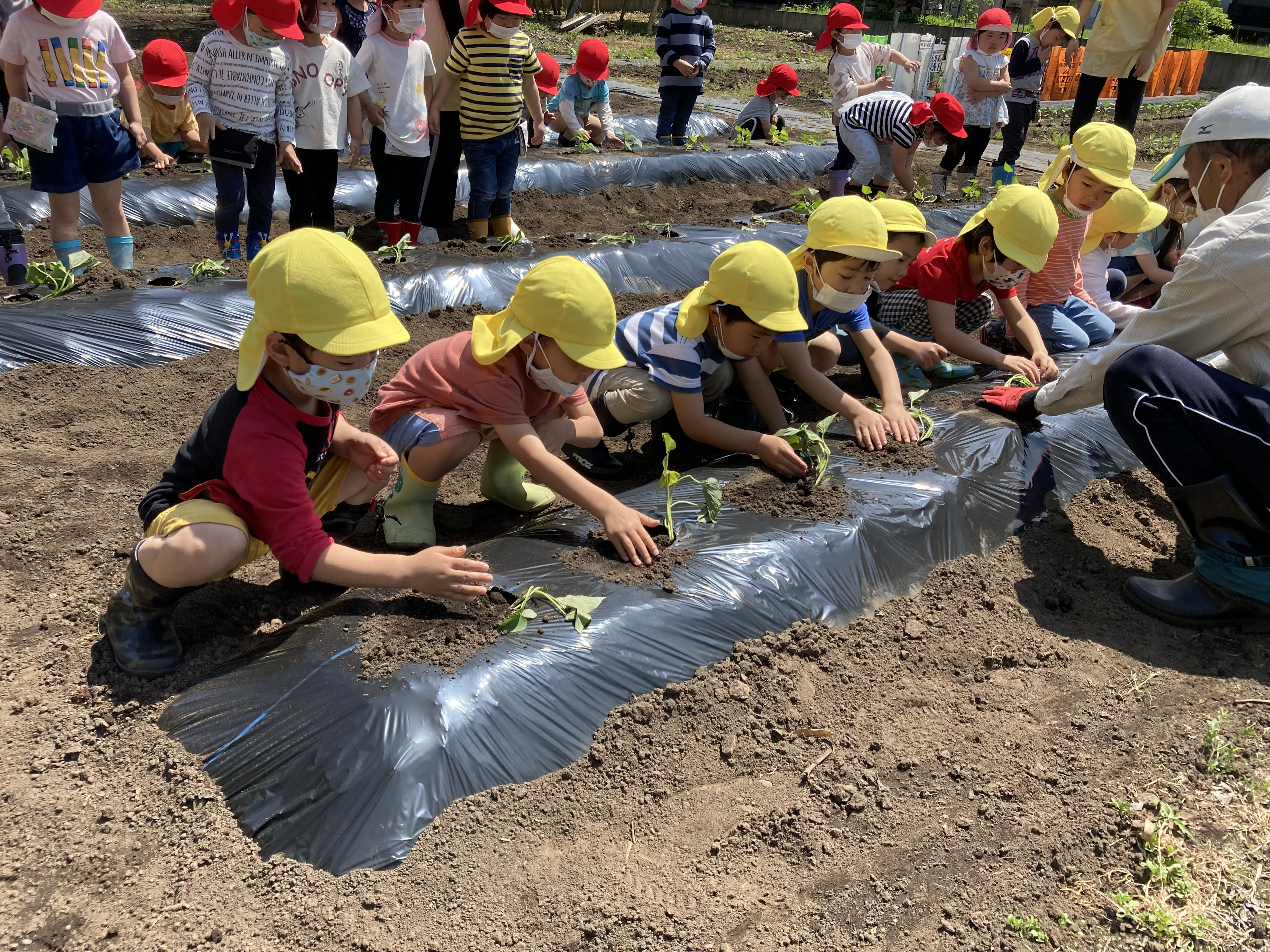 さつまいもの苗植え きすげこども園