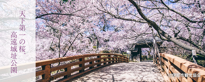 信州高遠城址公園の桜が満開 - 名古屋長野県人会公式ホームページ