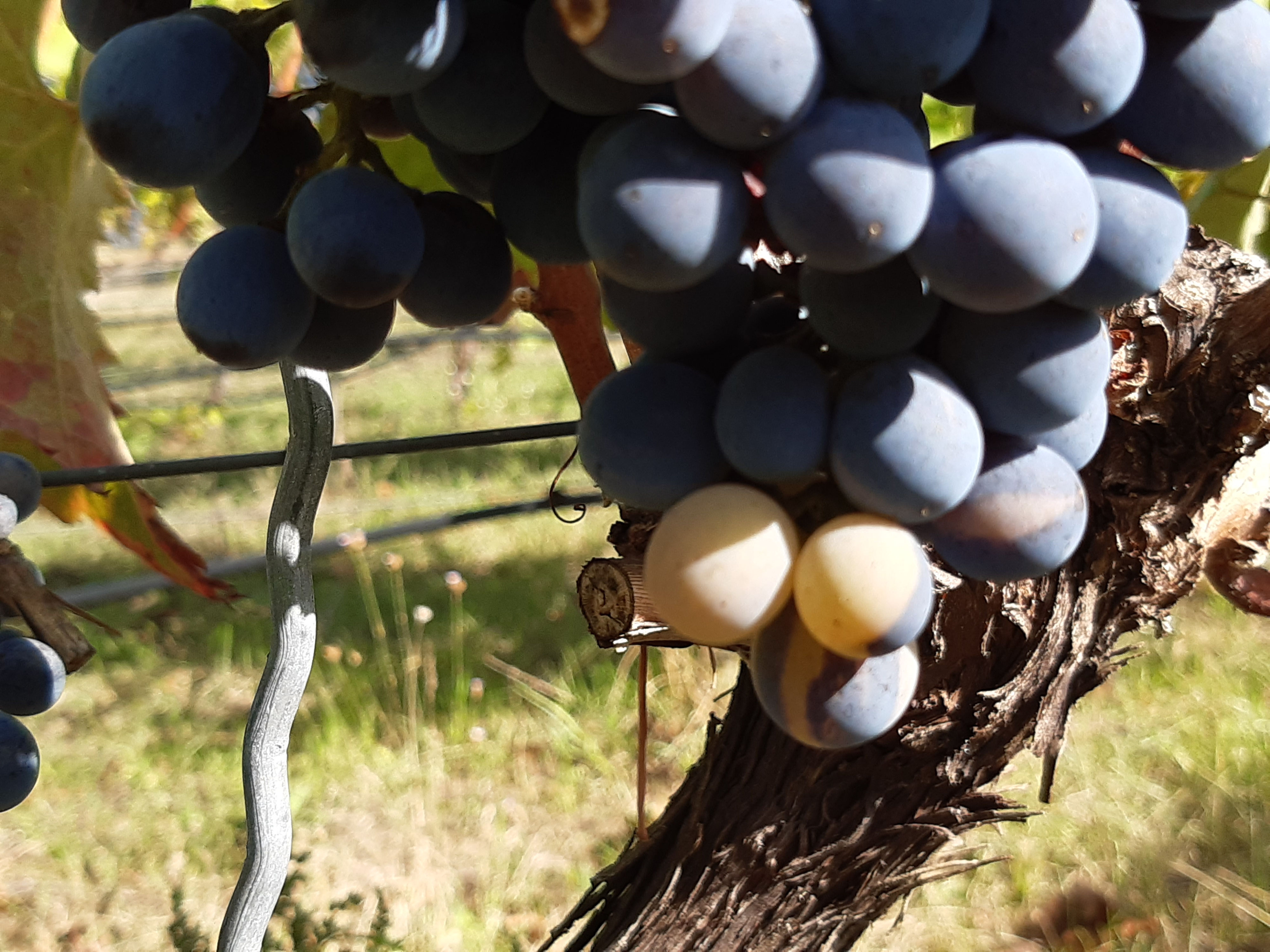 Die Trauben reifen - Galle & Rausch - Weinbaukonzepte und