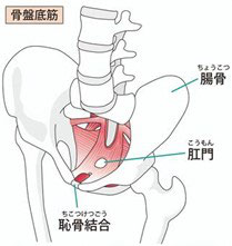 恥骨疼 恥骨疼