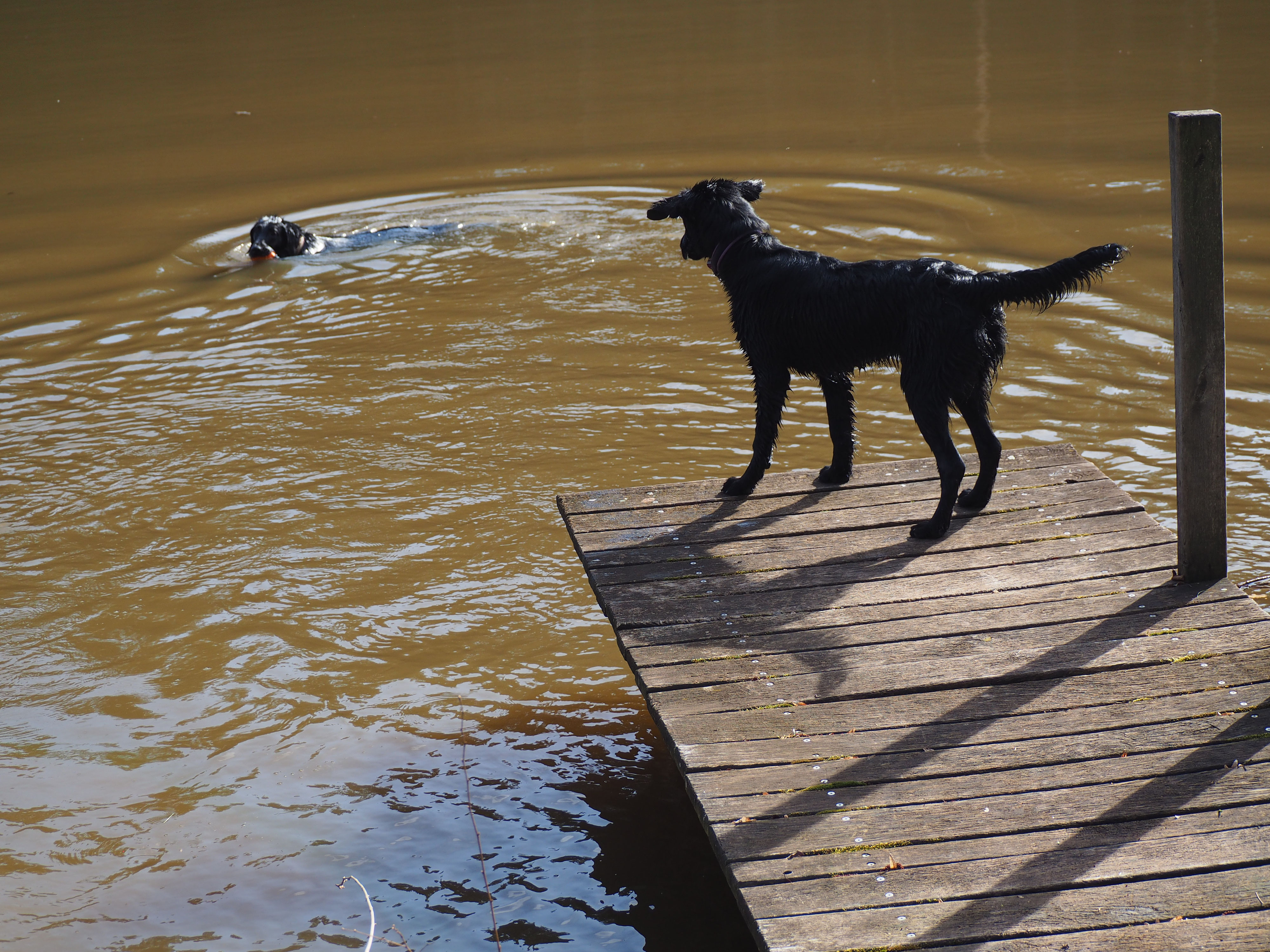 Pubertät beim Hund Das Flat Portal