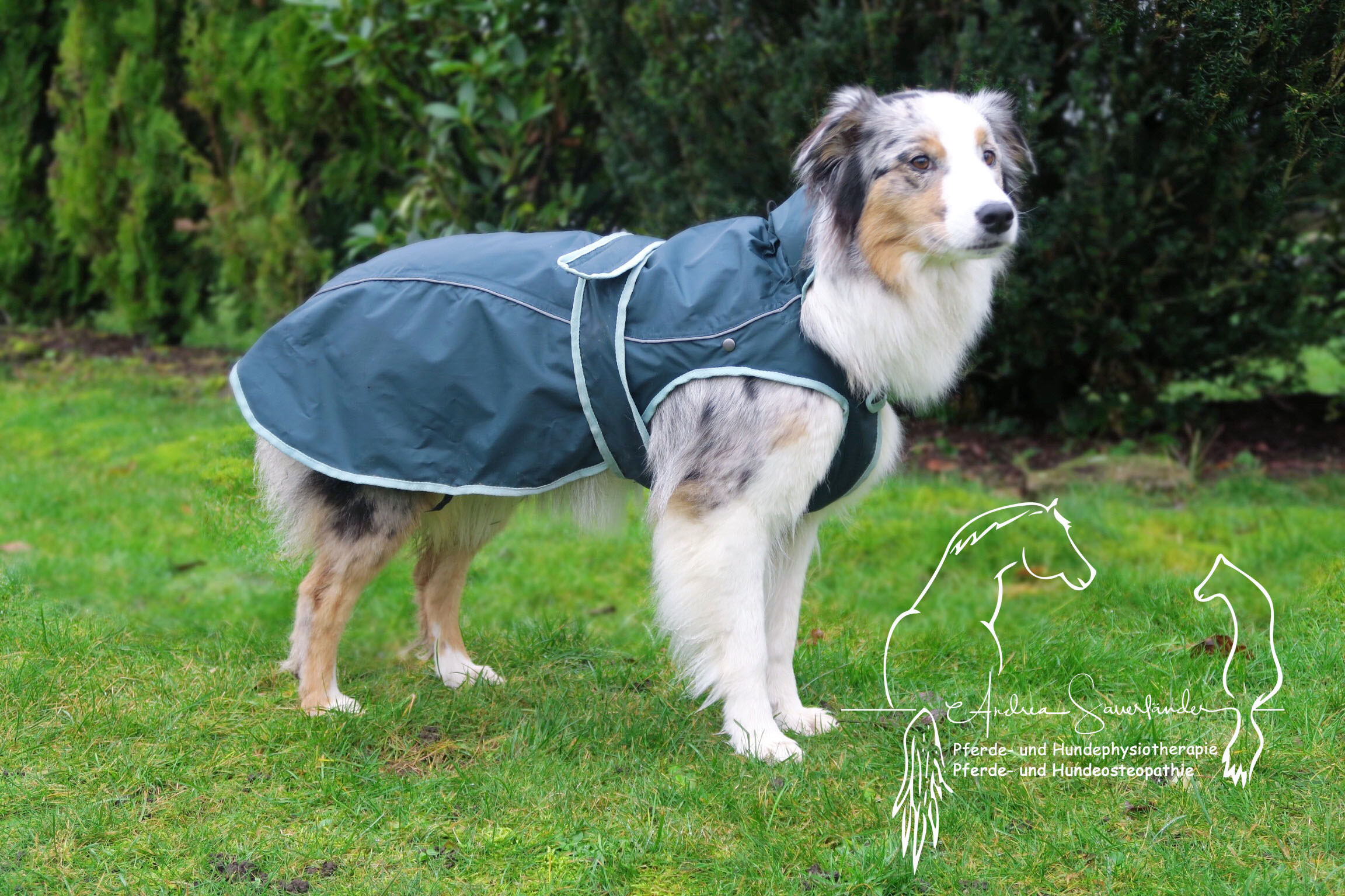 Braucht dein Hund einen Hundemantel? Meine Sicht als