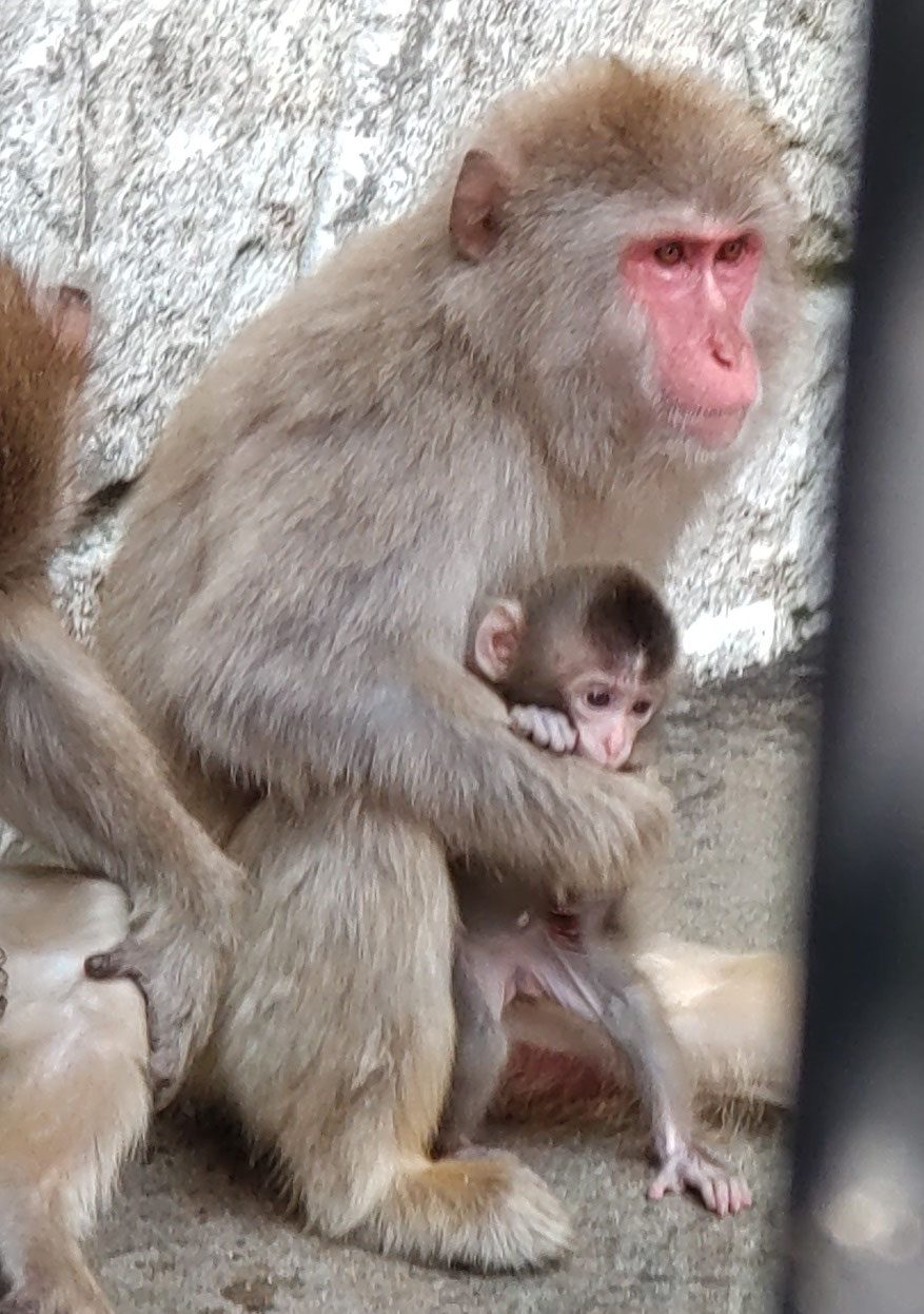ニホンザルの赤ちゃんとお母さんの1か月 - 長崎公園へようこそ
