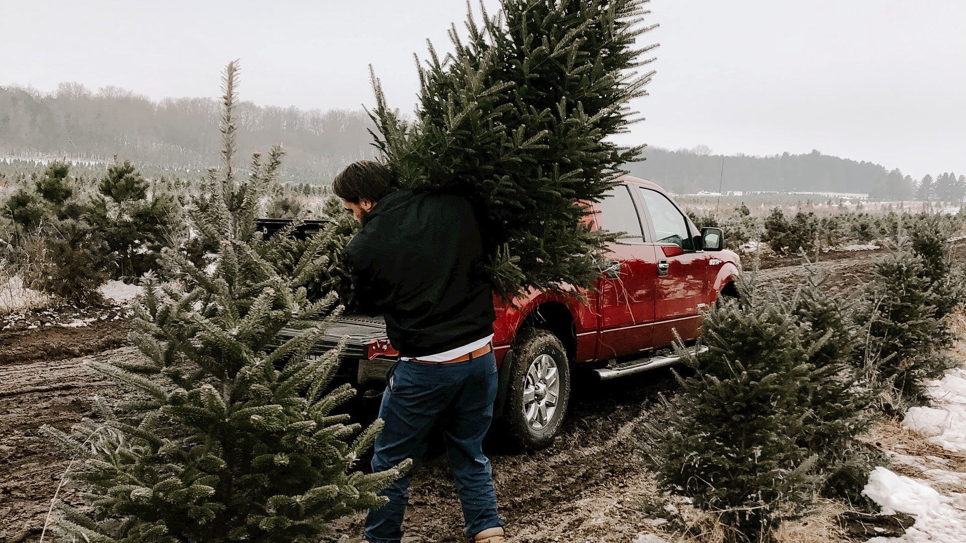 Christbaum Schlagen Im Pfalzerwald Pfalz Mit Kids