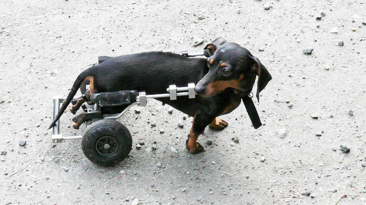犬用車椅子ってどんなもの？活用するタイミングとメリット