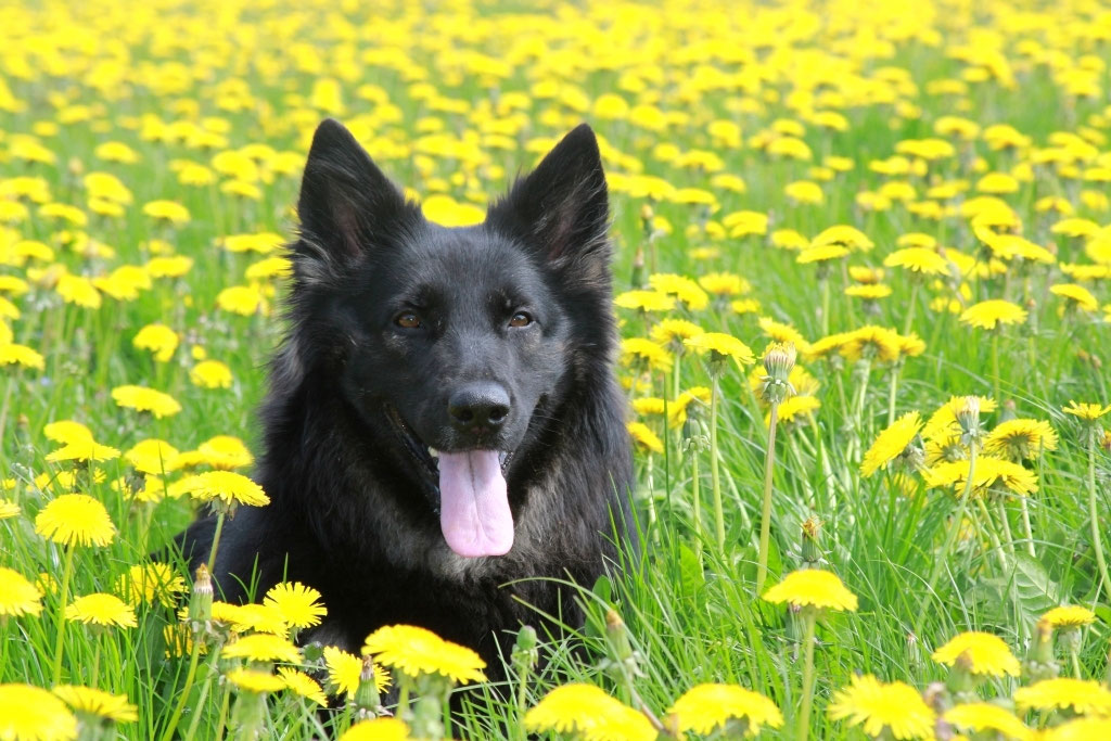 Gelbbacke Ayla Webseite Zur Vermittlung Altdeutscher Hutehunde