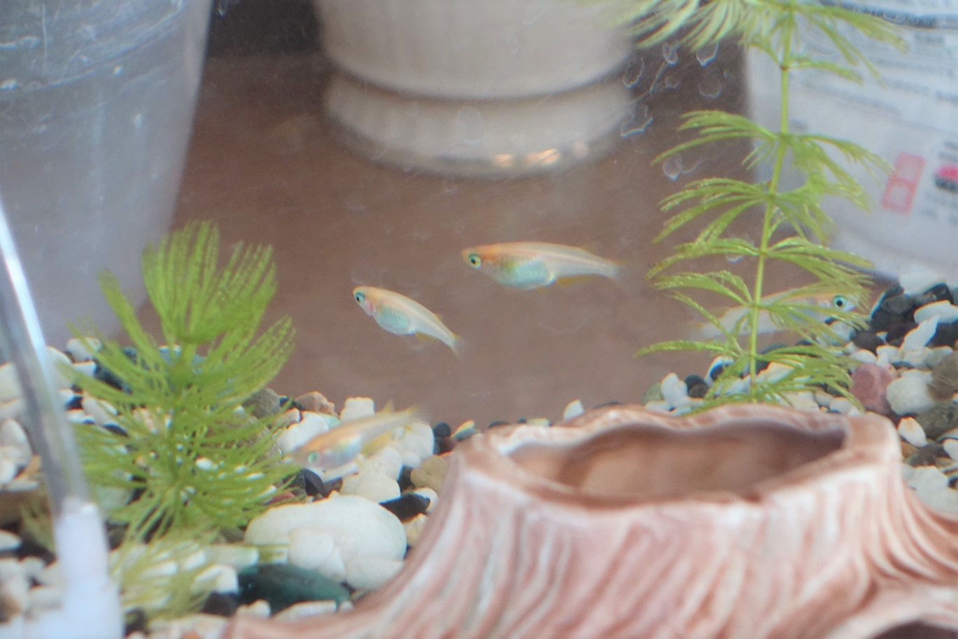 とても綺麗なメダカ水槽 笹引小
