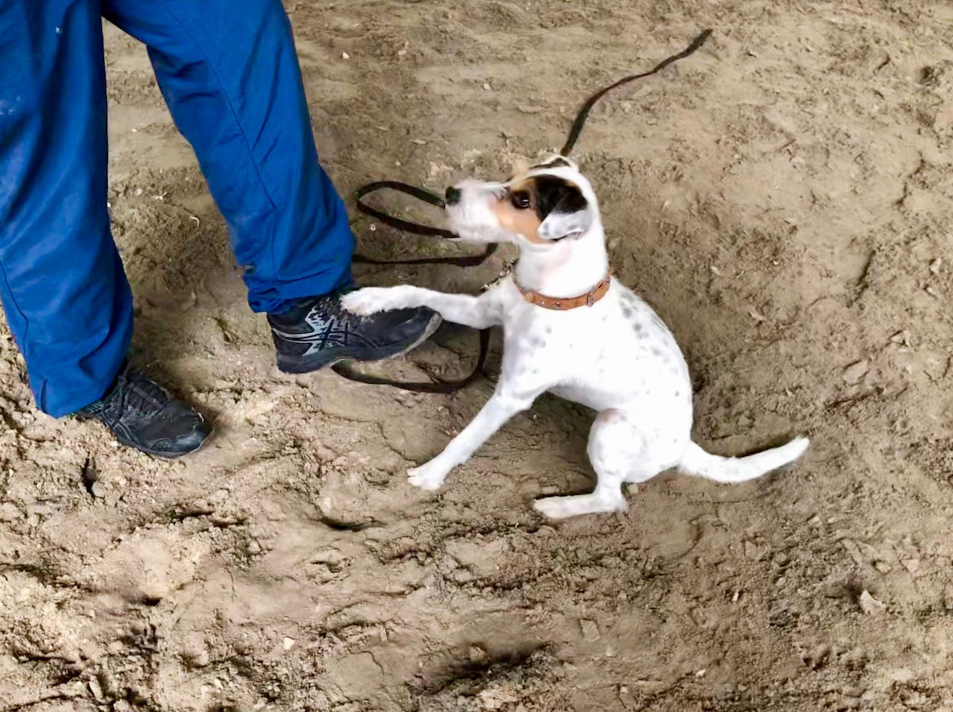 Kennenlernen zweier hunde