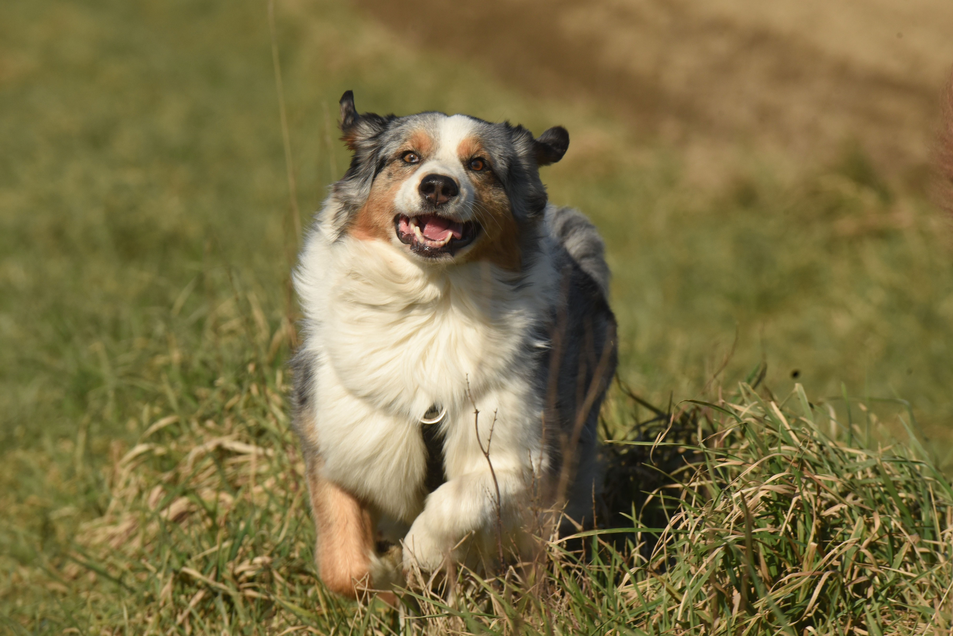 "Mon chien ne revient pas quand je l