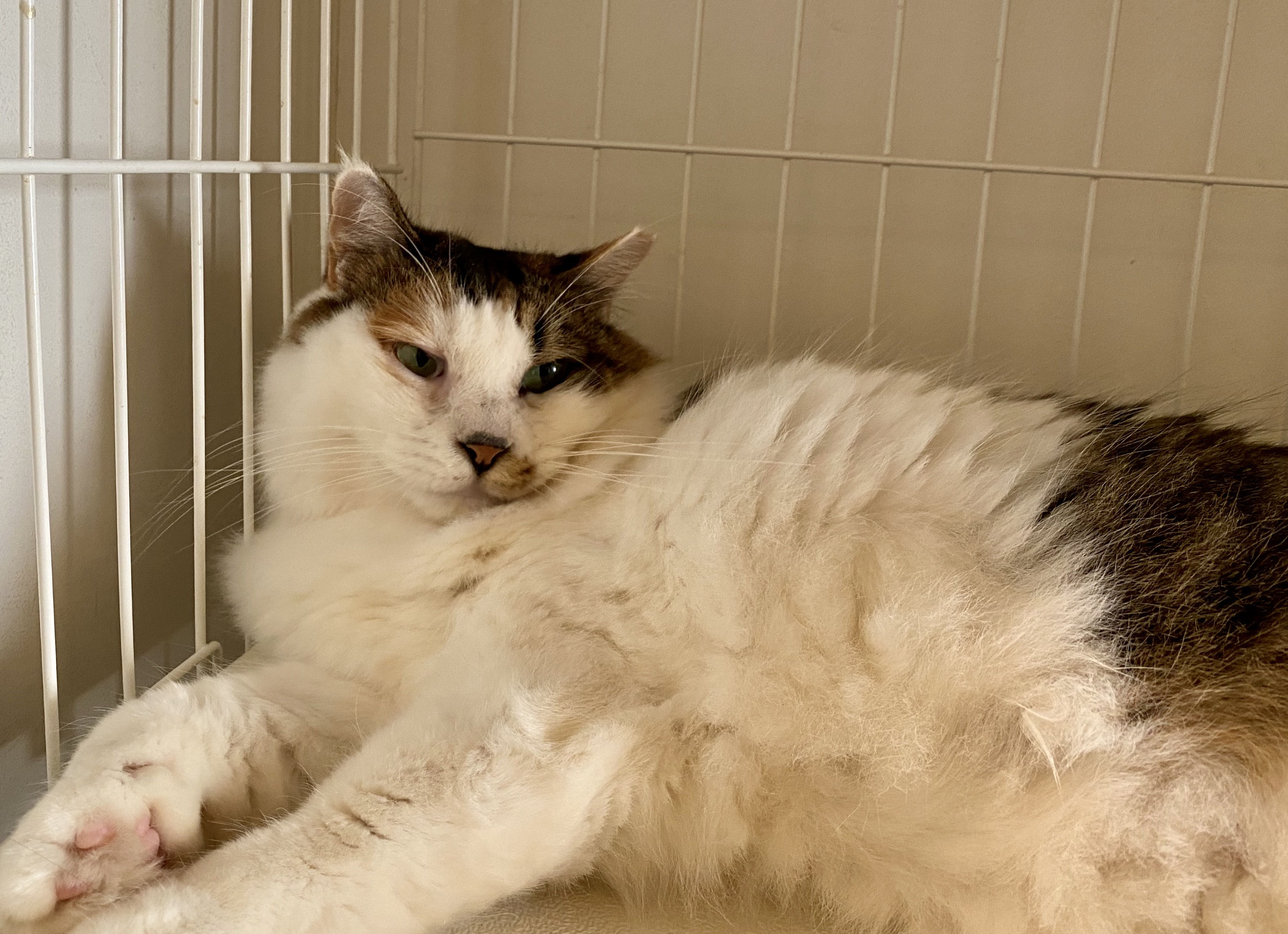 新入り猫さん!マリーちゃん! SAVE CAT CAFE 新入り猫さん!マリーちゃん! SAVE CAT CAFE