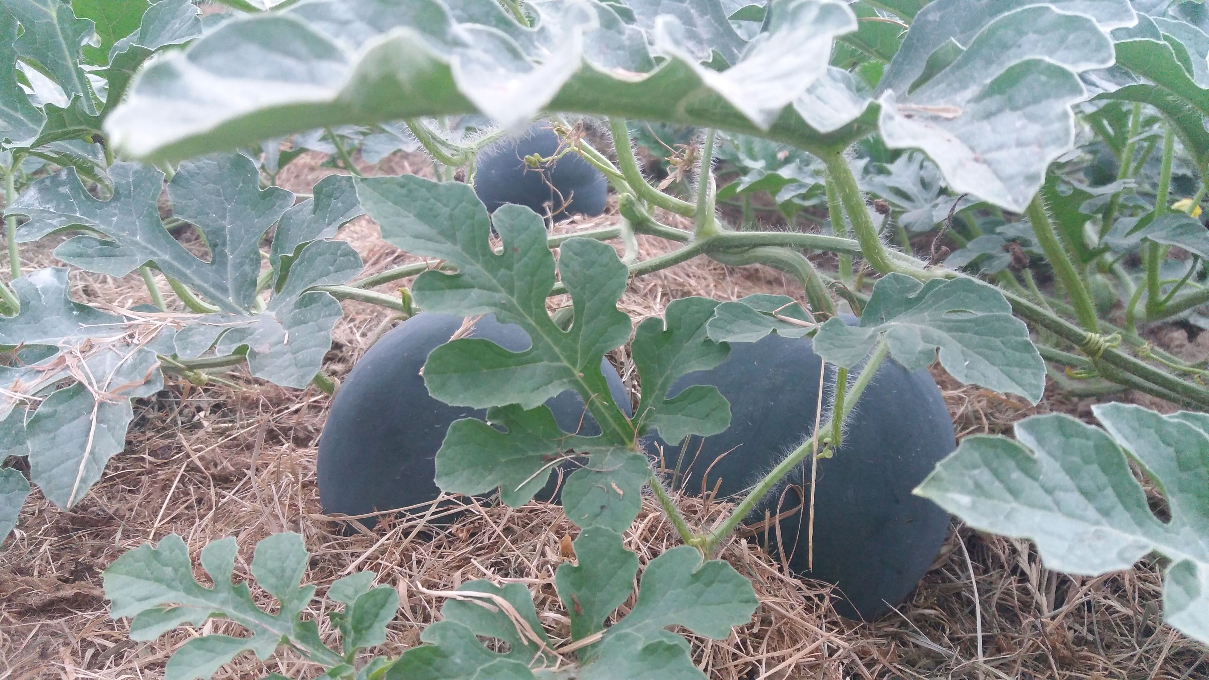 Bist du Melone Belehof