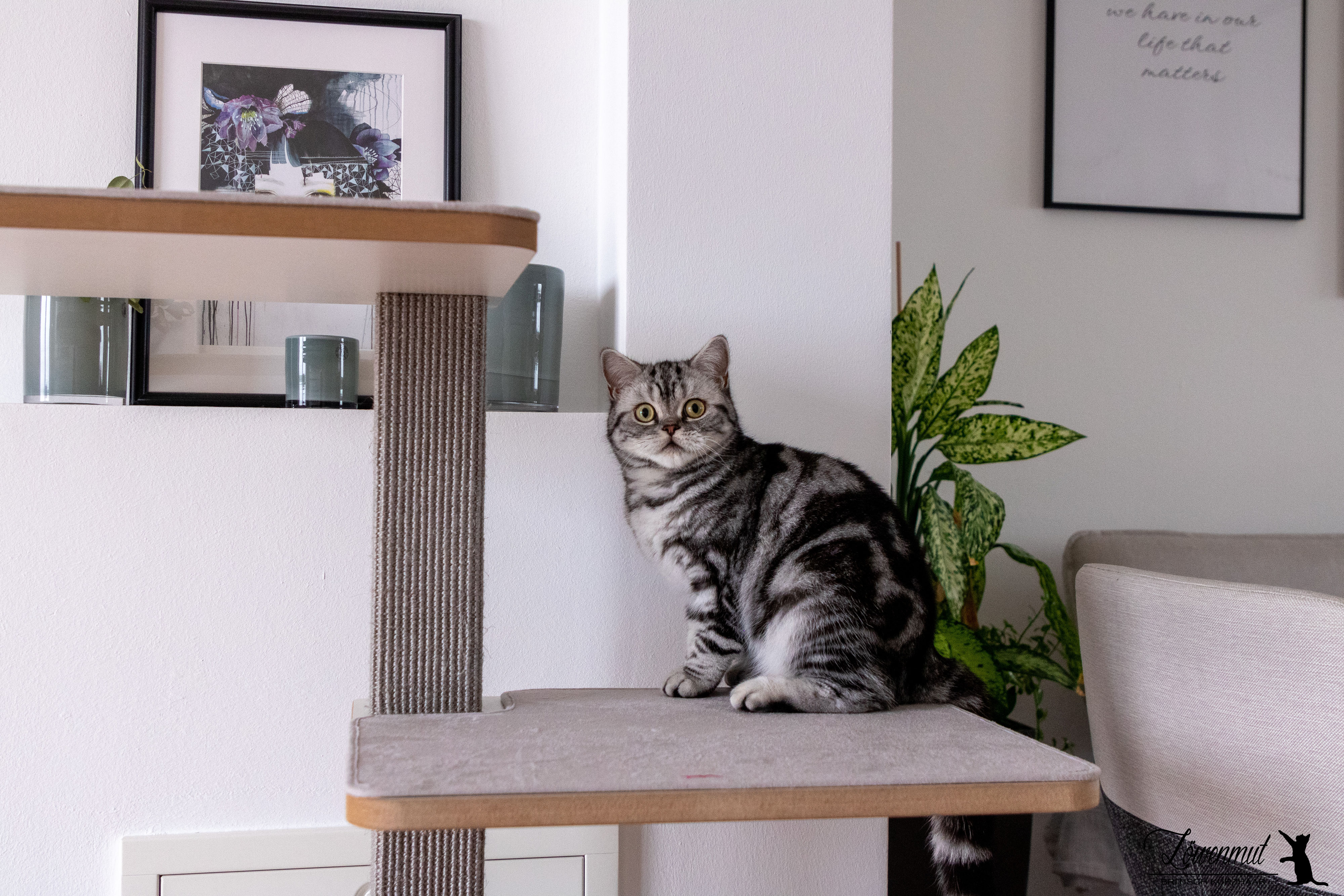 StyleCats - ein neuer Kratzbaum musste her... - Katzen mit LWENMUT