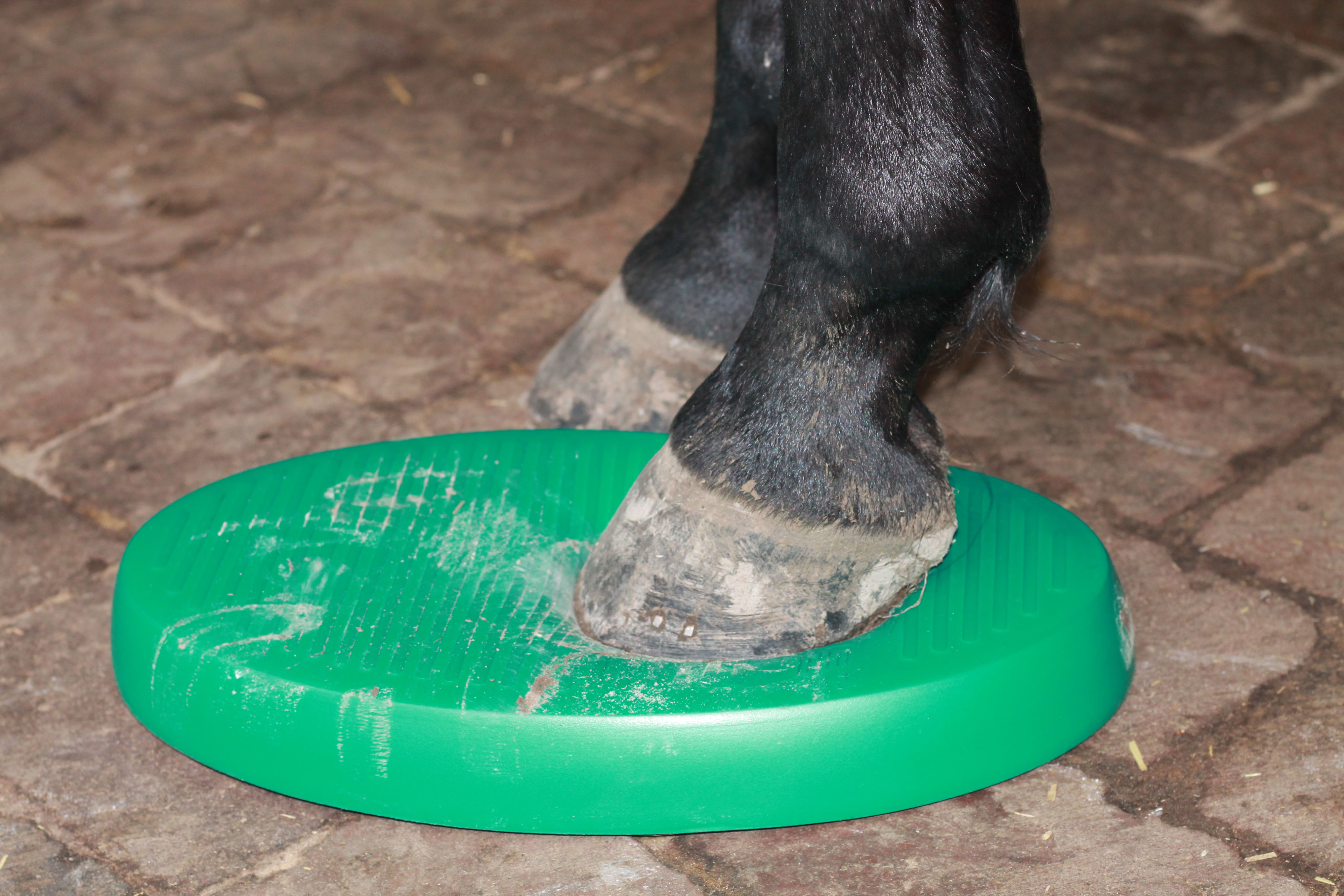 Balance Boards für Pferde - Pferdeosteopathie und Pferdephysiotherapie Hannover