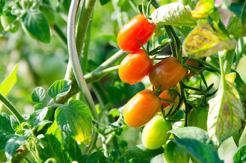 Récolter et faire mûrir les tomates vertes - ajvfbe.com
