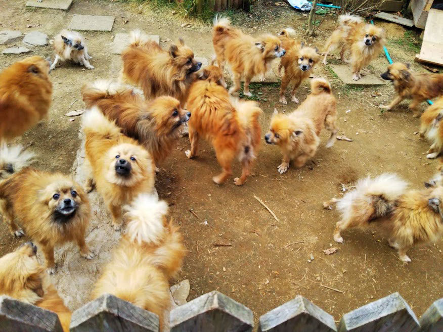 ポメラニアン レスキュー 里親さん募集です 犬と猫の相談室 Npo法人もふっこひだ 岐阜県 ポメラニアン レスキュー 里親さん募集です 犬と猫の相談室 Npo法人もふっこひだ 岐阜県