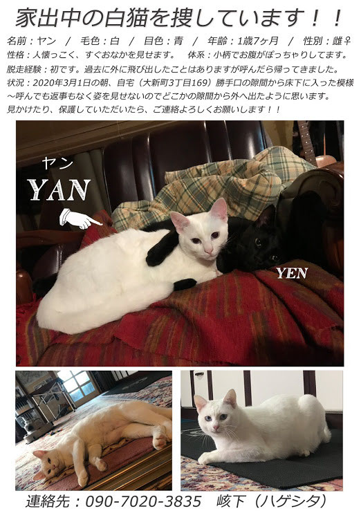緊急 猫が行方不明です 犬と猫の相談室 Npo法人もふっこひだ 岐阜県 緊急 猫が行方不明です 犬と猫の相談室 Npo法人もふっこひだ 岐阜県