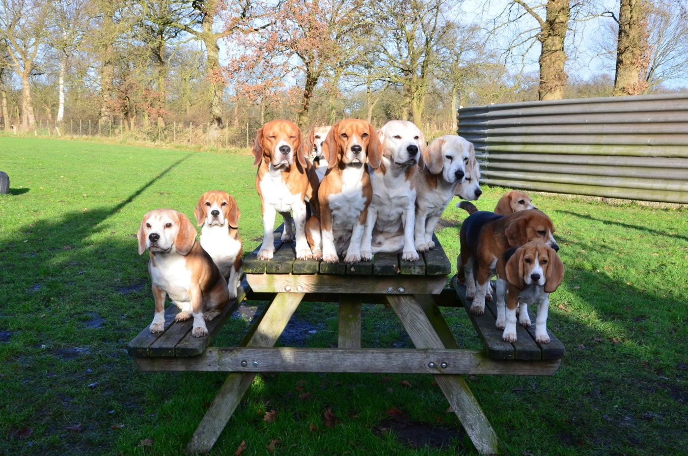 Vakantie met hond naar Duitsland Vakantie met hond, hondvriendelijk vakantiewoningen waar je