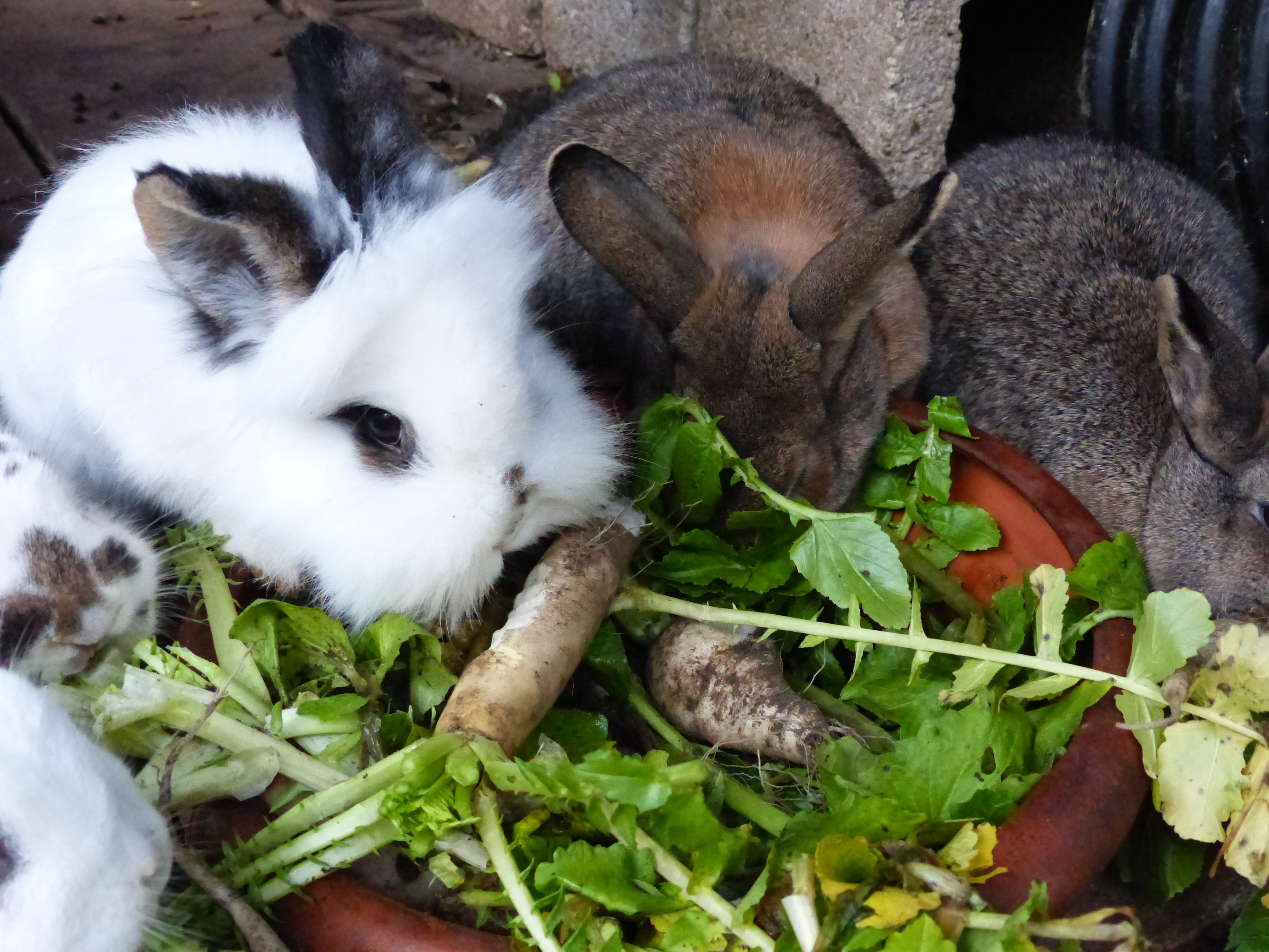 Kaninchen Weihnachten www.Pfiffiges für Pfeifen.de