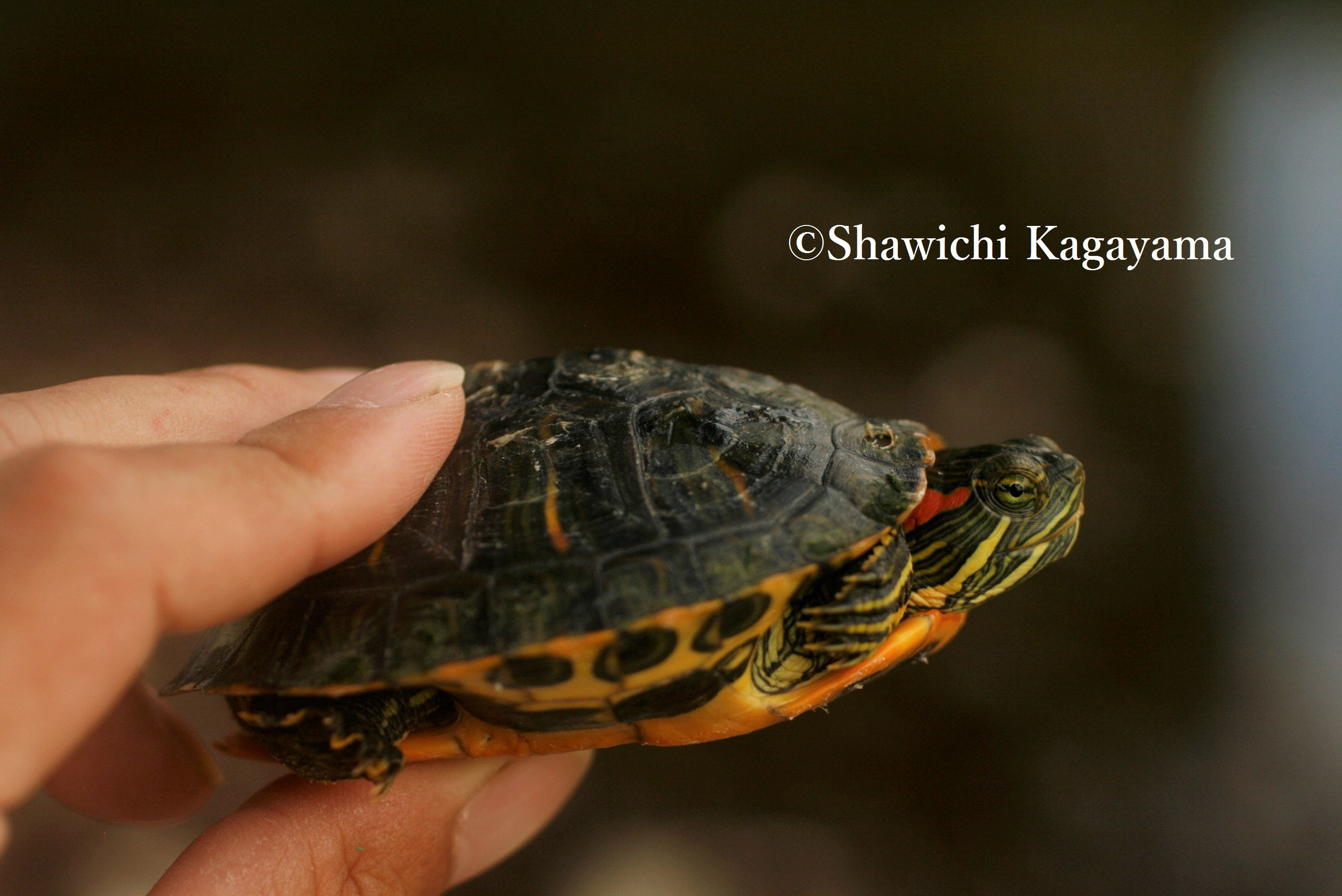 アカミミガメ問題と防除対策に関する文献の整理 Shawichi Kagayama S Website アカミミガメ問題と防除対策に関する文献の整理 Shawichi Kagayama S Website