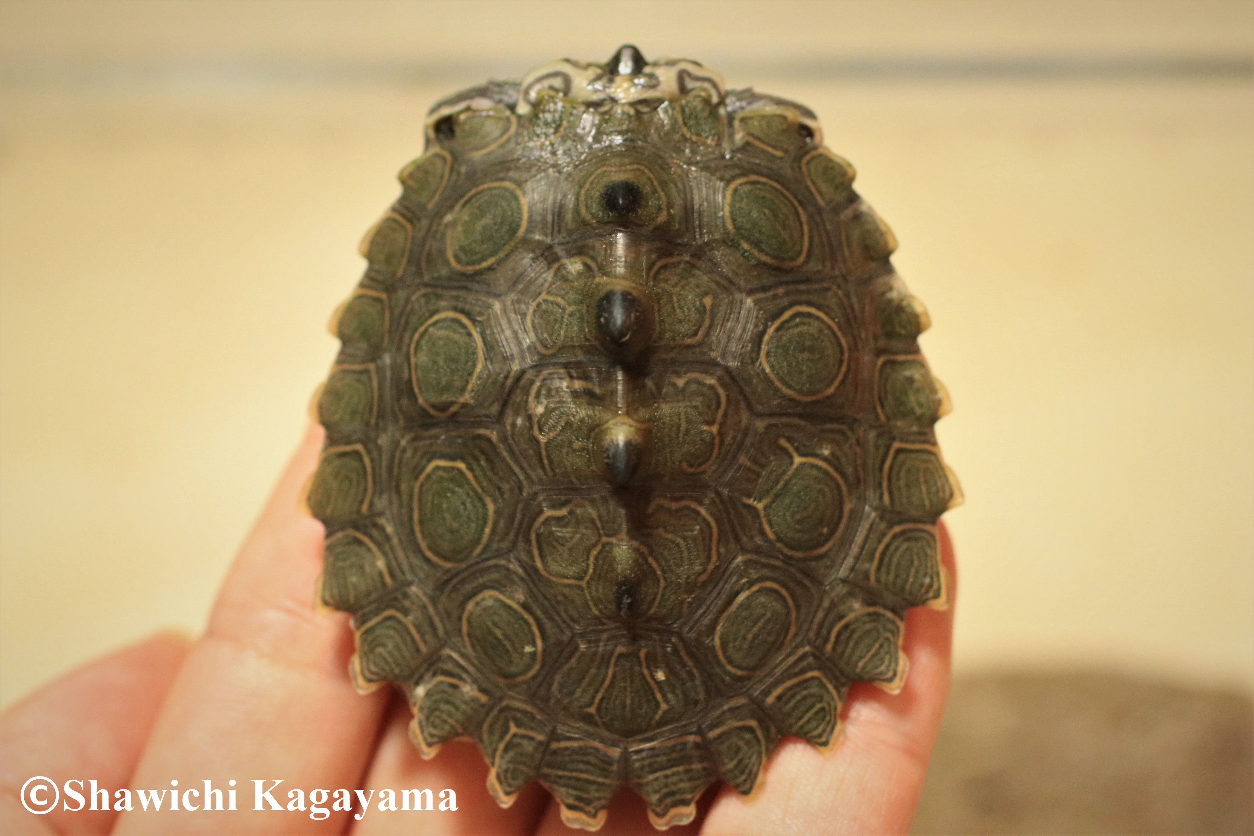 チズガメ類の分類 Shawichi Kagayama S Website