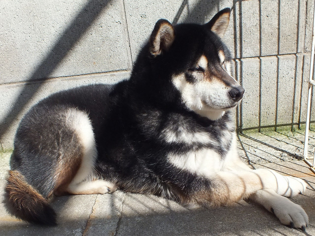 久しぶりの柴犬福ちゃんです.jpg