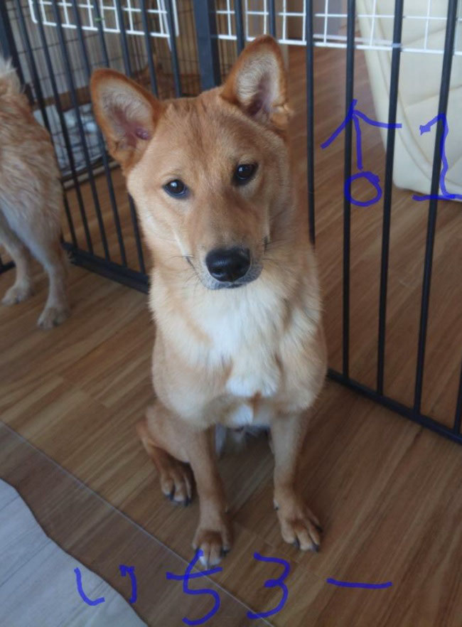 里親募集 R2 10 26生 和犬mix ポラリス動物クリニック 登別室蘭 西胆振の犬猫エキゾチックアニマルの動物病院 里親募集 R2 10 26生 和犬mix ポラリス動物クリニック 登別室蘭 西胆振の犬猫エキゾチックアニマルの動物病院