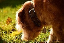 nasen und kopfarbeit fur hunde 1580893030s webseite