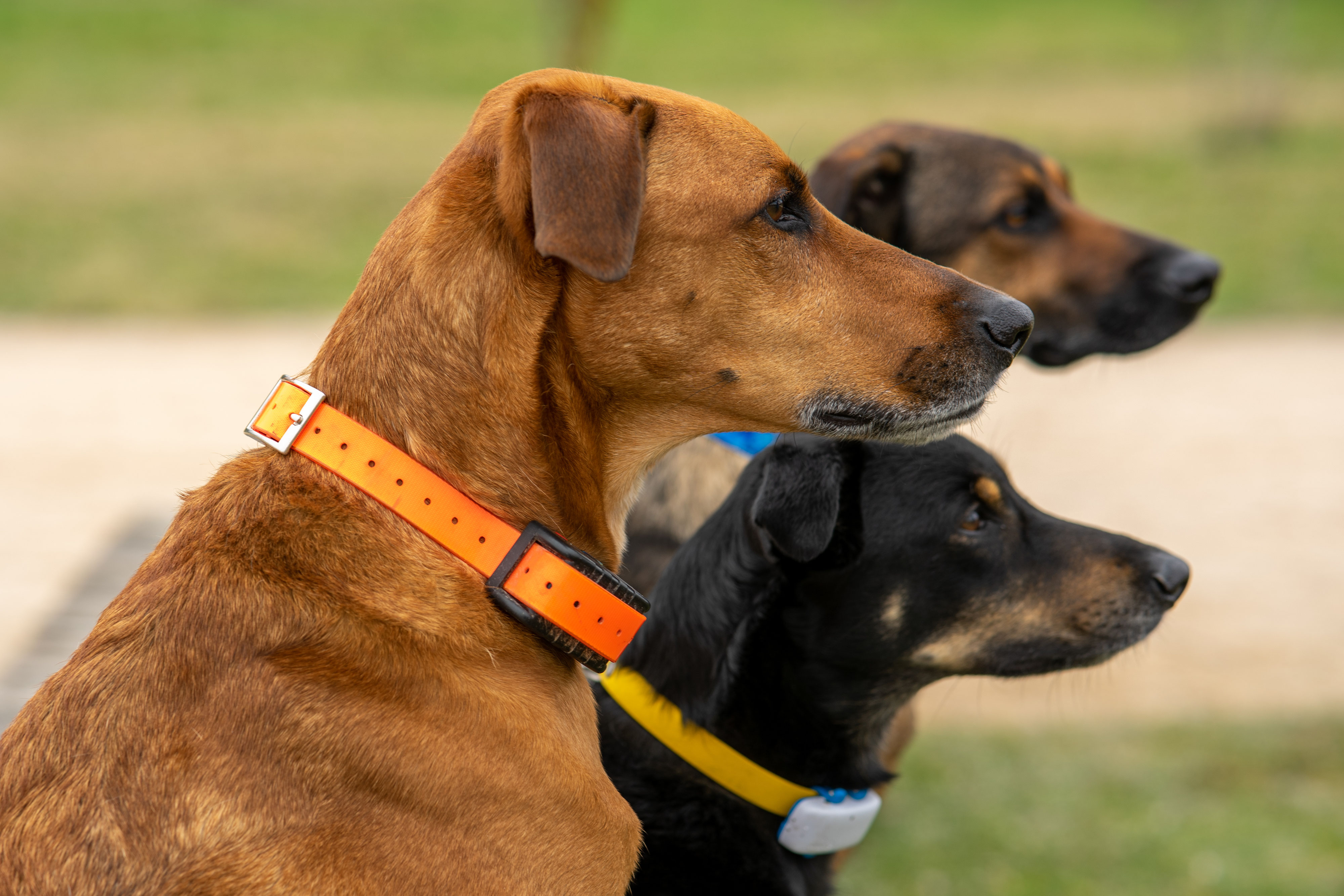 Weenect Dogs 2 - Présentation du collier GPS pour chien