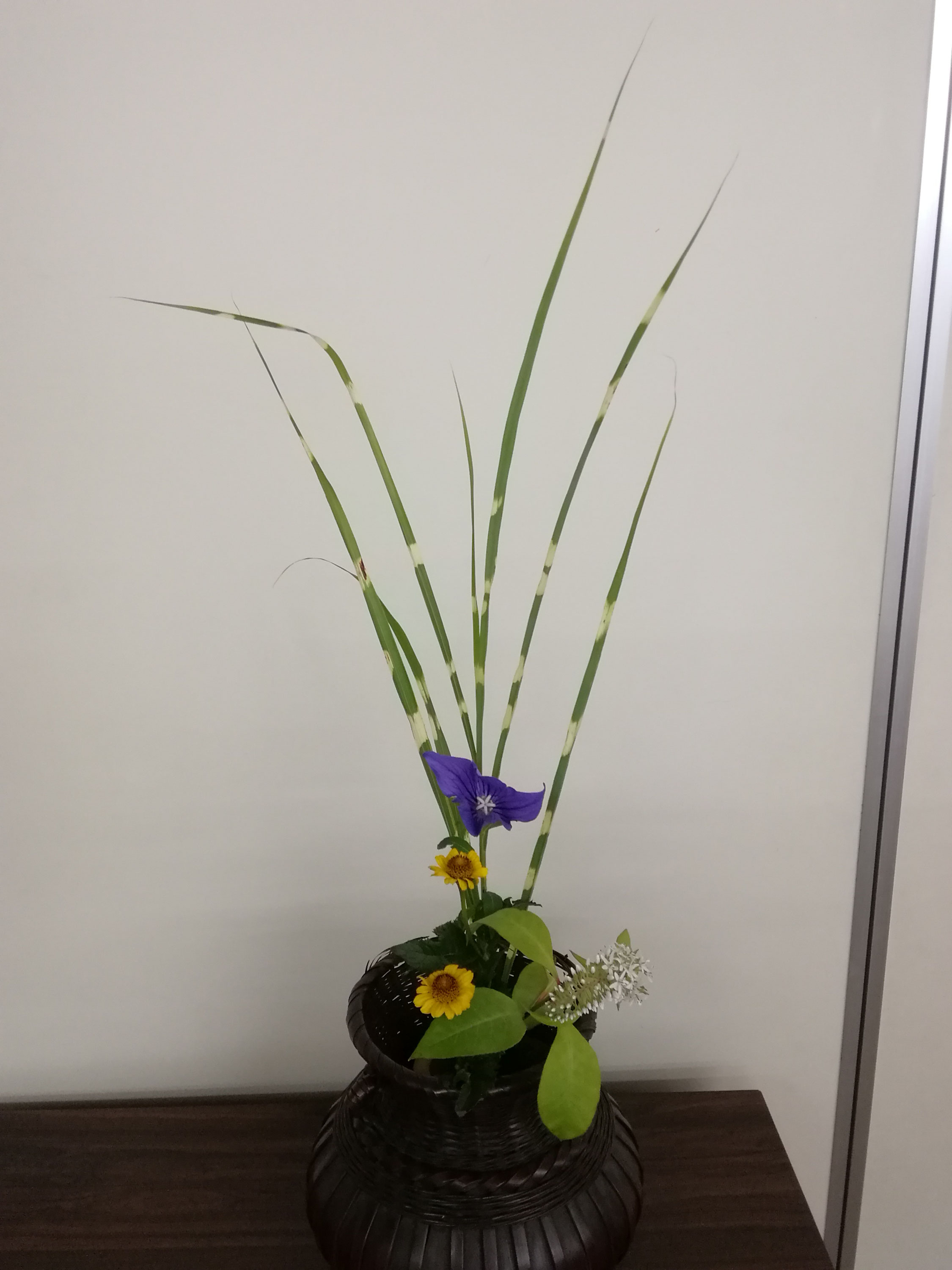 桔梗 花みやび愛好会 花雅流の生け花や茶花を学ぶ聖心女子大学の愛好会