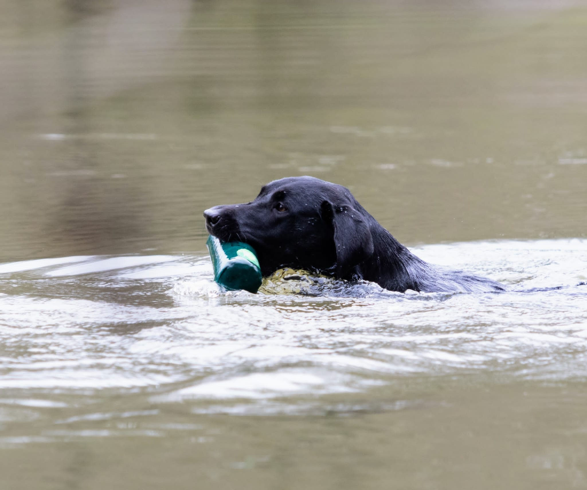 Active Companion Brave Hedi besteht die APD/R A :) - Active Companion