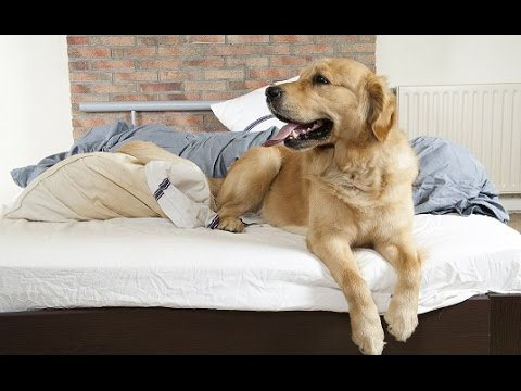 Nettoyer Un Matelas Ou Une Couette Sur Lequel Votre Animal A Urine Logis Services Nettoyer Un Matelas Ou Une Couette Sur Lequel Votre Animal A Urine Logis Services