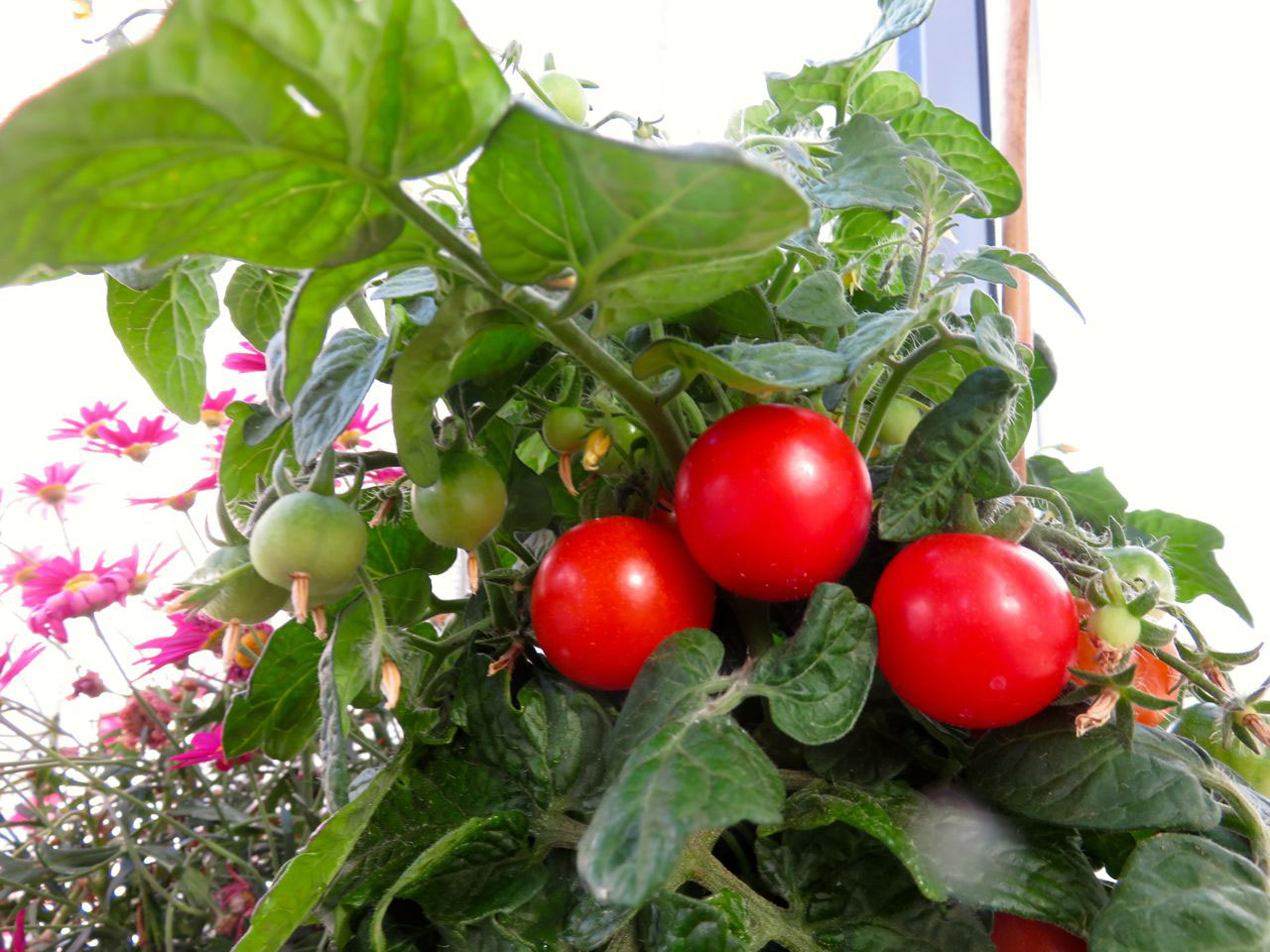 Tomaten auf dem Balkon Online Shop für Leckereien aus dem hohen Norden!