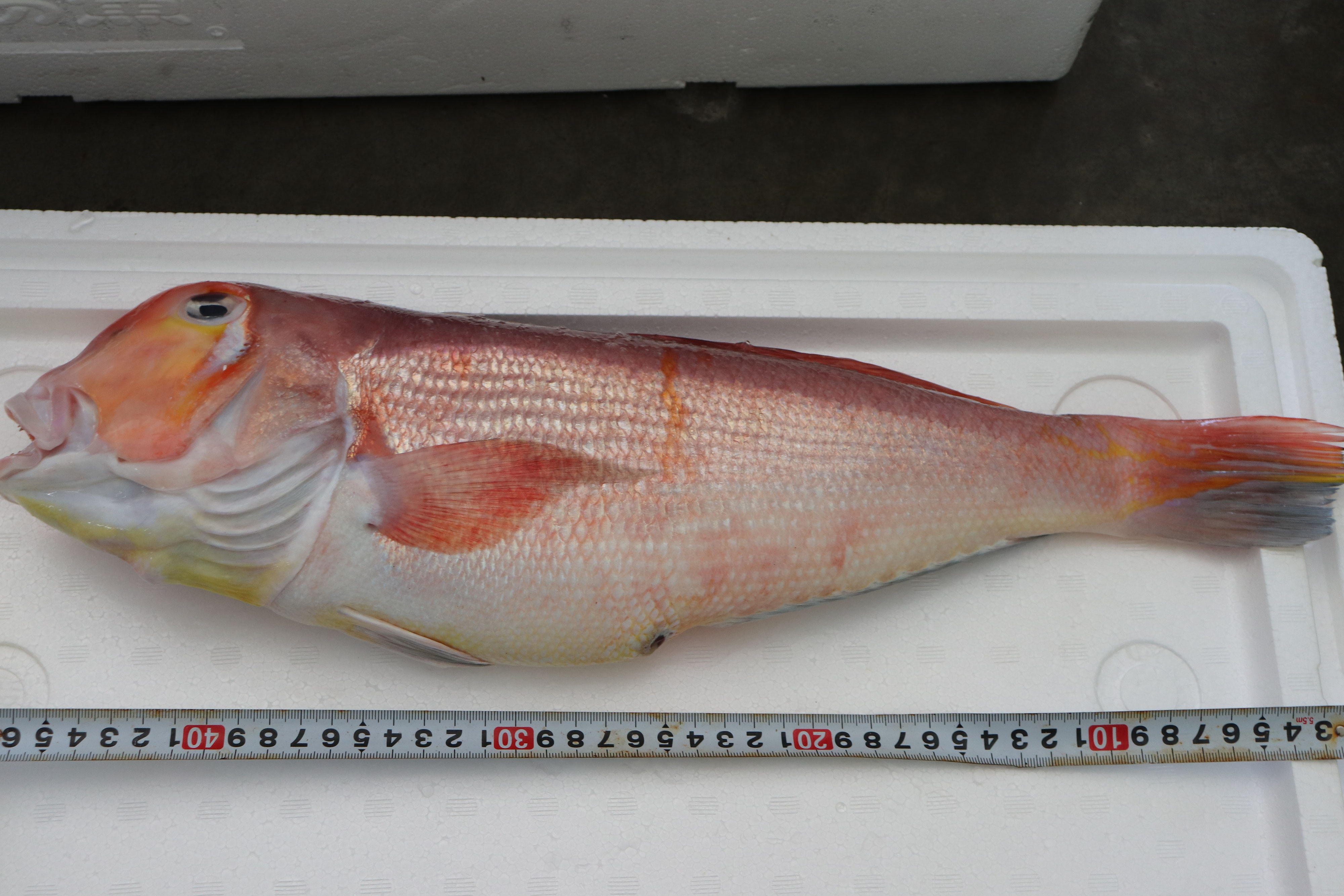 ランキング1位獲得 おうち用 あまだい 海軍さんの焼き魚4種セット あなご 穴子 金目鯛 きんめたい 送料込み甘鯛 金目 ランキング1位獲得 おうち用 あまだい 海軍さんの焼き魚4種セット あなご 穴子 金目鯛 きんめたい 送料込み甘鯛 金目