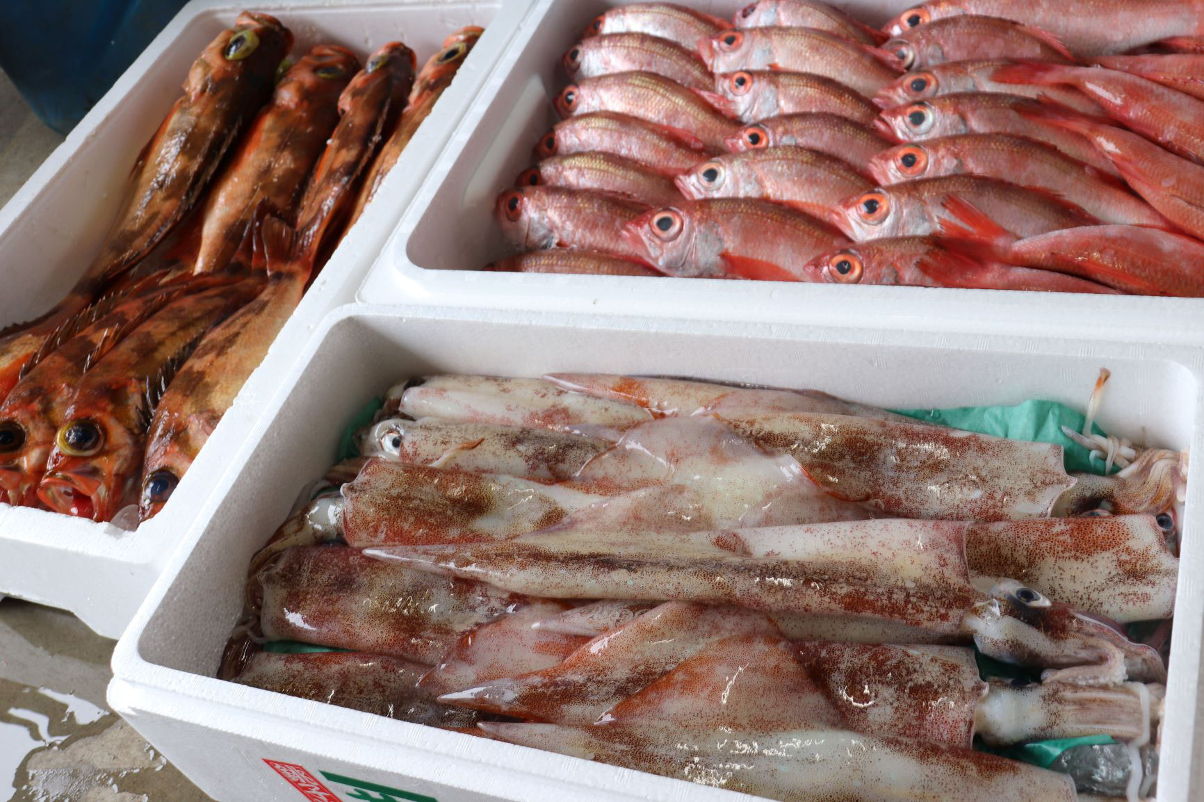 たくさんの新鮮な魚を入荷しました 鮮魚店 真洋水産 公式 たくさんの新鮮な魚を入荷しました 鮮魚店 真洋水産 公式