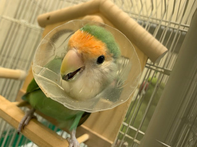さくらこ コザクラインコ 飼い鳥のレスキュー団体 Tsubasa