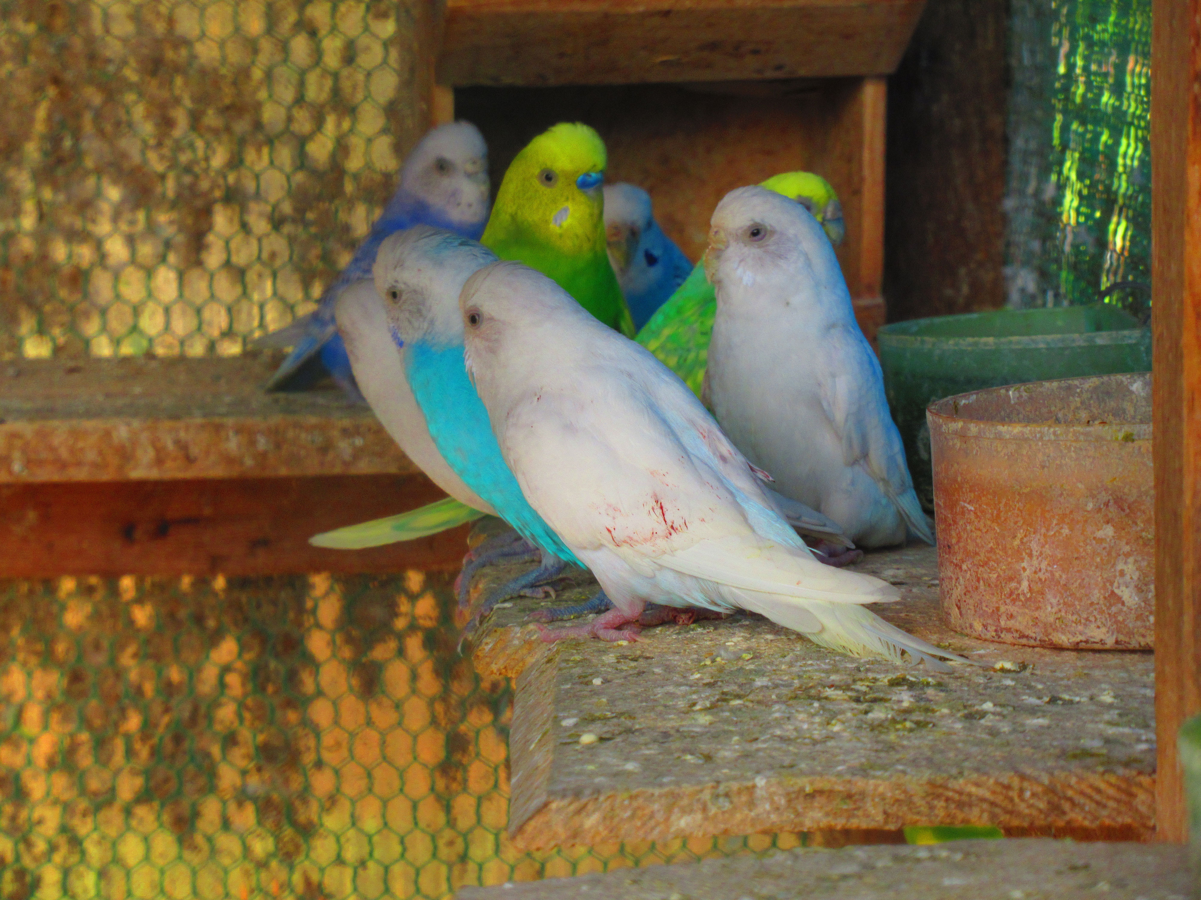 4000x3000.pimpandhost.IMG 13