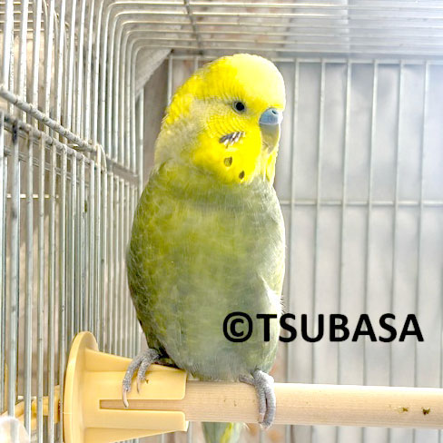 ミニシリーズ　森の中にセキセイインコとメダカ♪♪ ミニシリーズ森の中にセキセイインコとメダカ♪♪