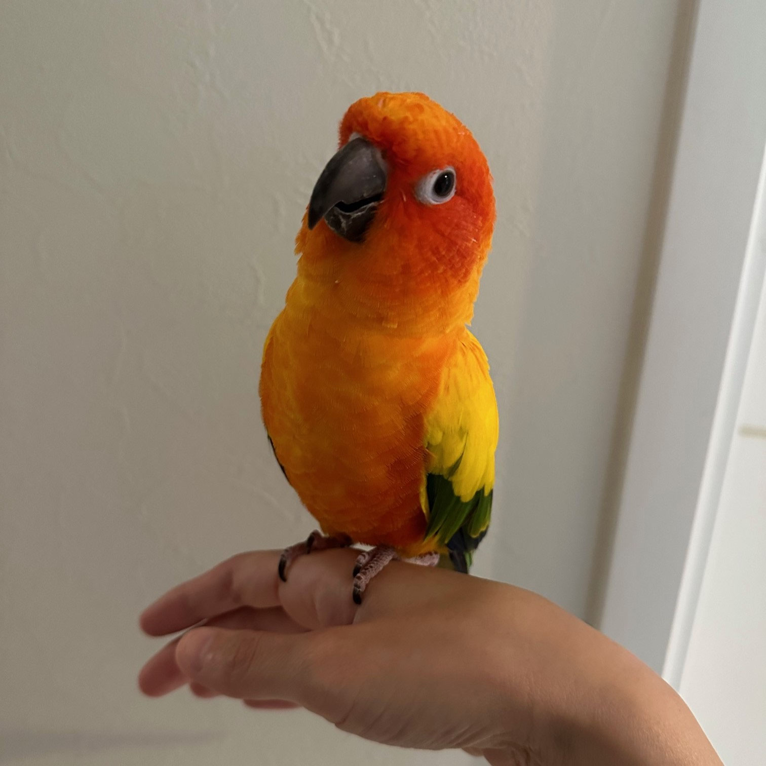 里親さんからのお手紙＠そるちゃん(元あまねちゃん) - 飼い鳥の