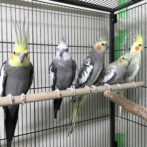 一緒に遊ぼう♪オカメインコ(パイド)