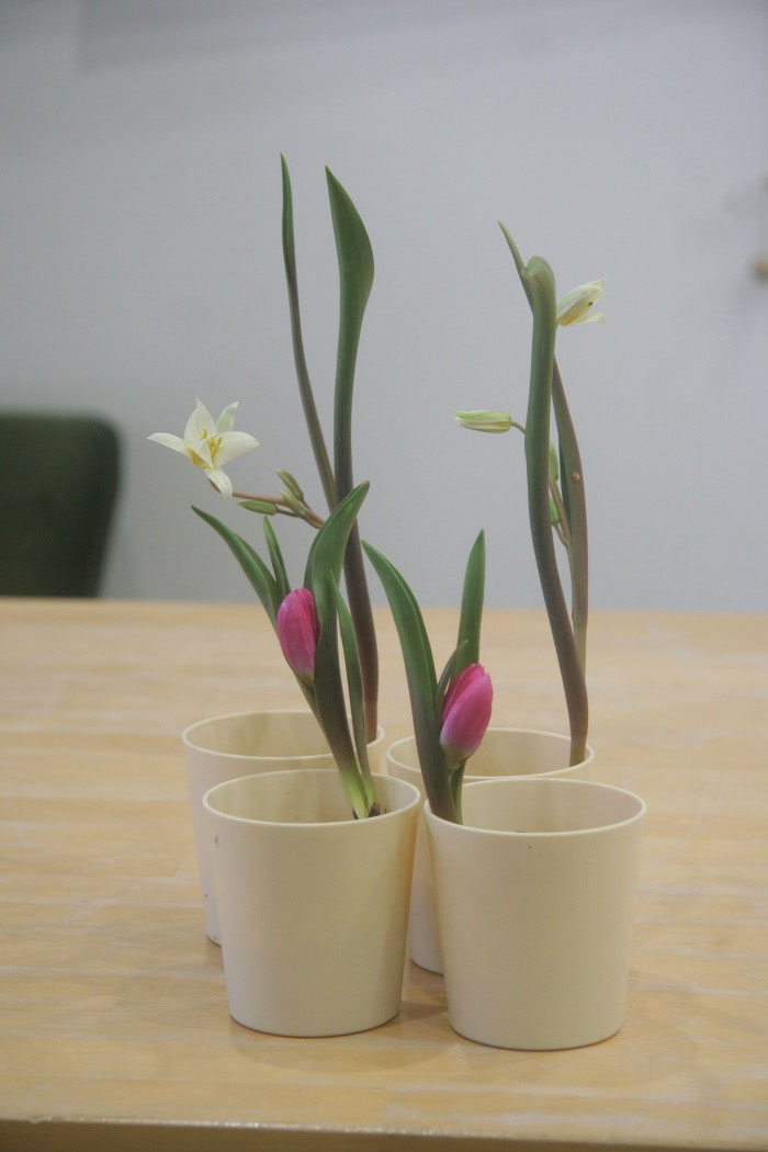 限定 原種チューリップ販売 花と陶芸のアトリエ 花の駅 つぐみ工房