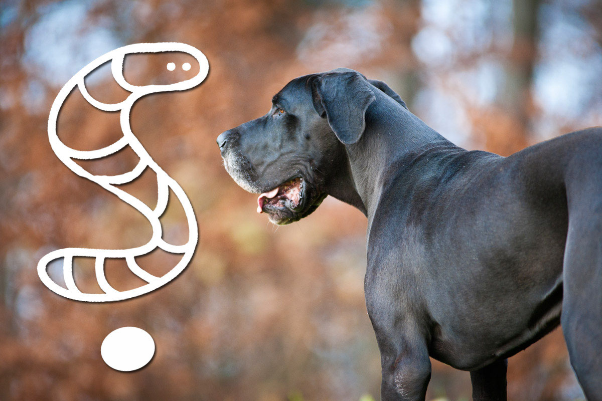 Hund Nach Wurmkur Krank